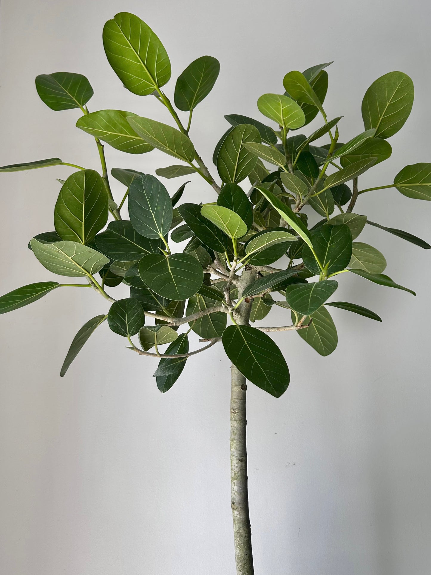 Ficus benghalensis “Audrey” tree (approximately 4ft tall) in 10” pot