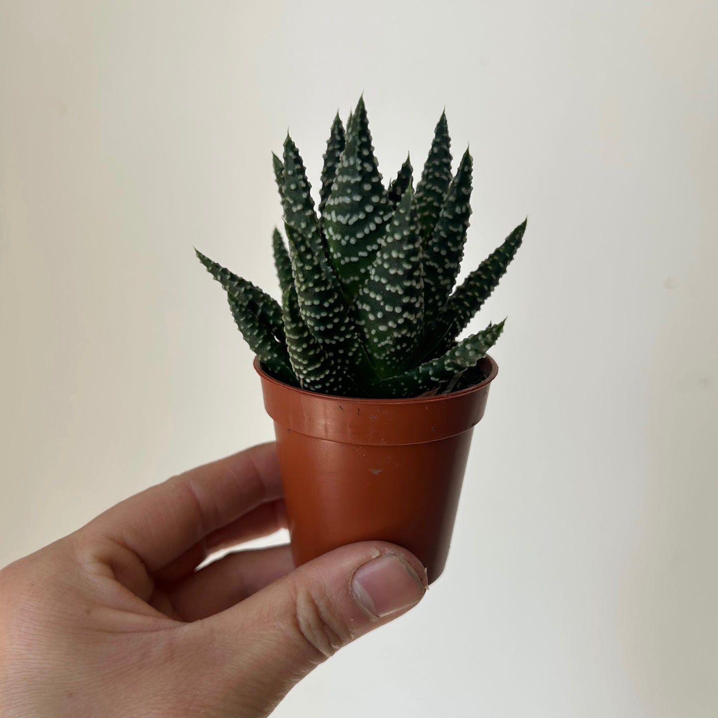 Haworthia Pumila 2.5”pot