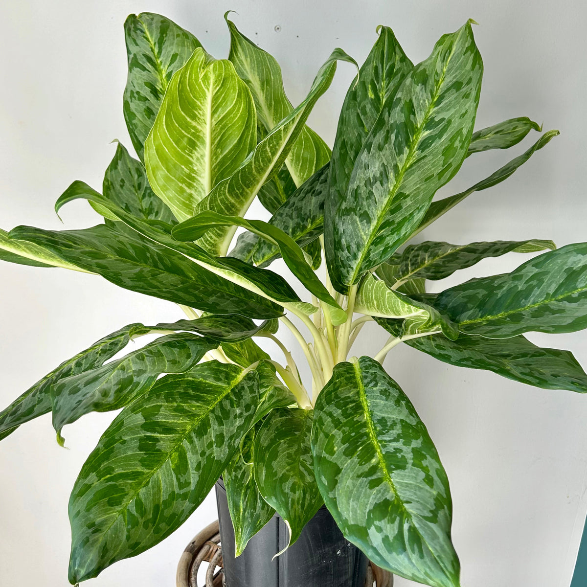 Aglaonema Pavo 10” pot