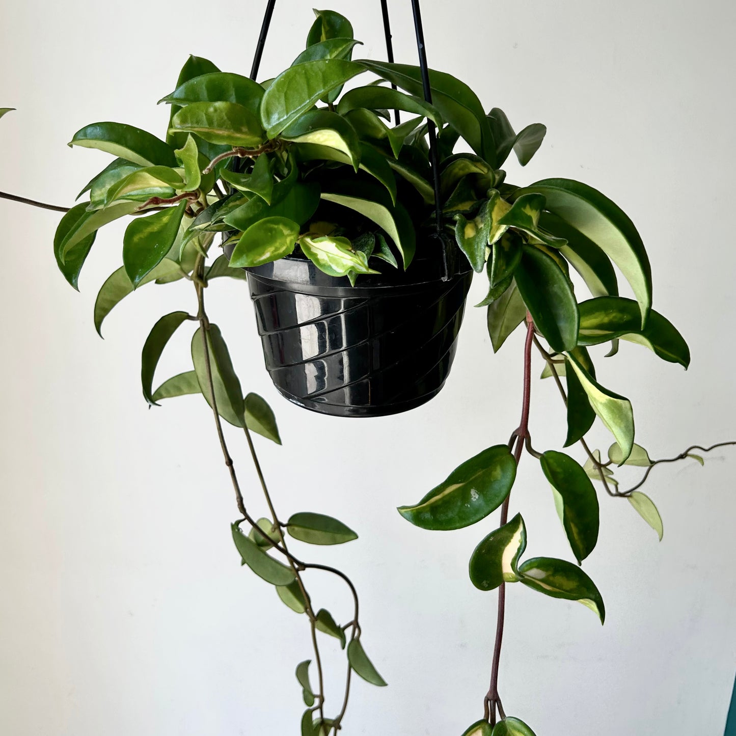 Hoya Tricolour “Krimson Princess” 6” hanging basket