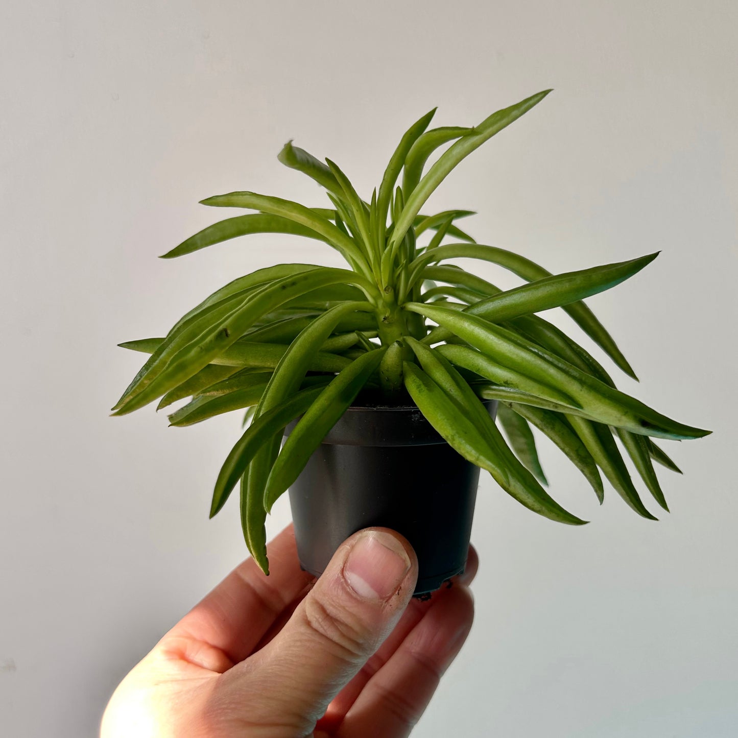 Peperomia ferreyrae "Happy Bean" 2.5”pot