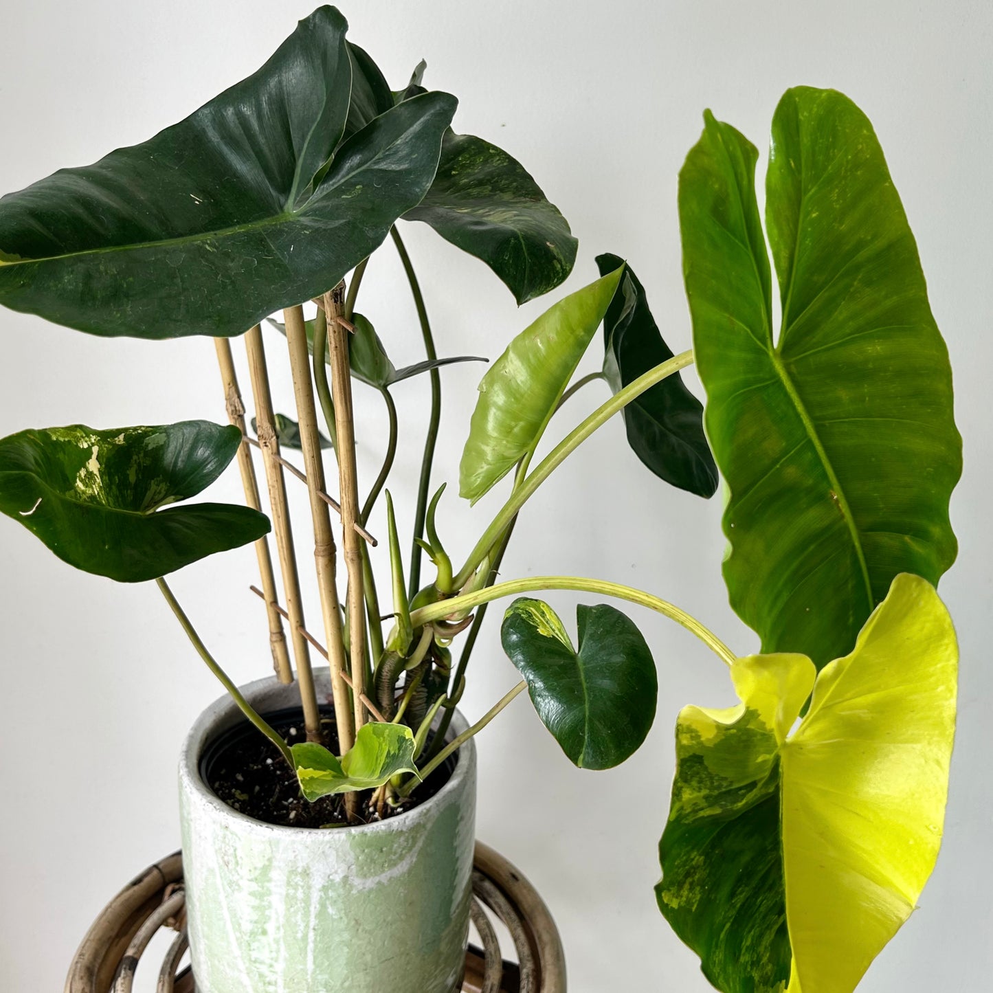 Variegated Philodendron Burle Marx 6” pot