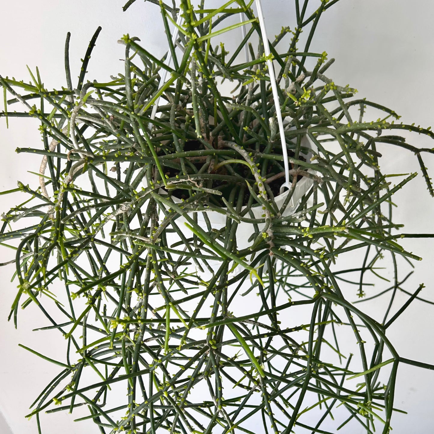 Rhipsalis heteroclada 8" hanging basket
