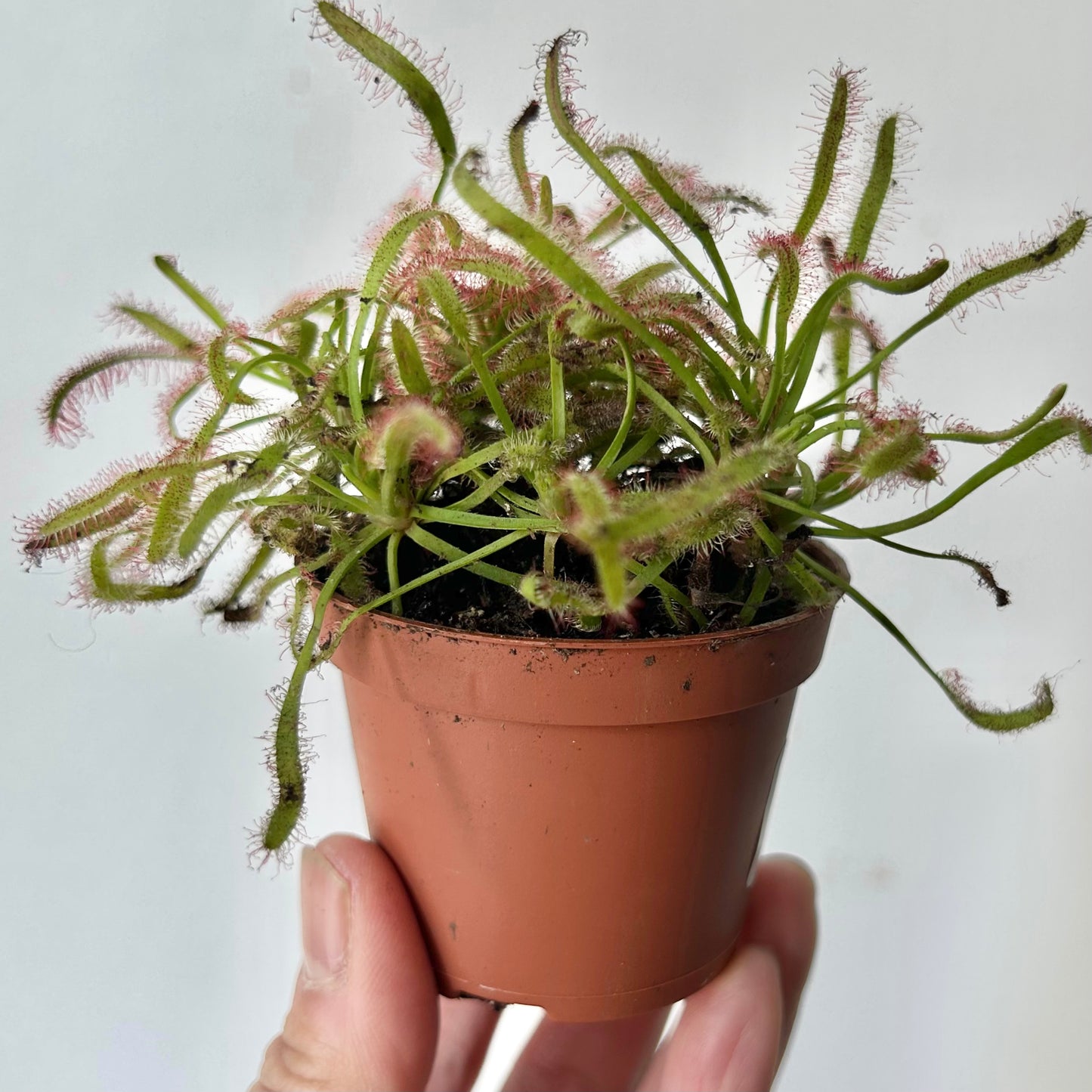 Drosera 2.5””pot