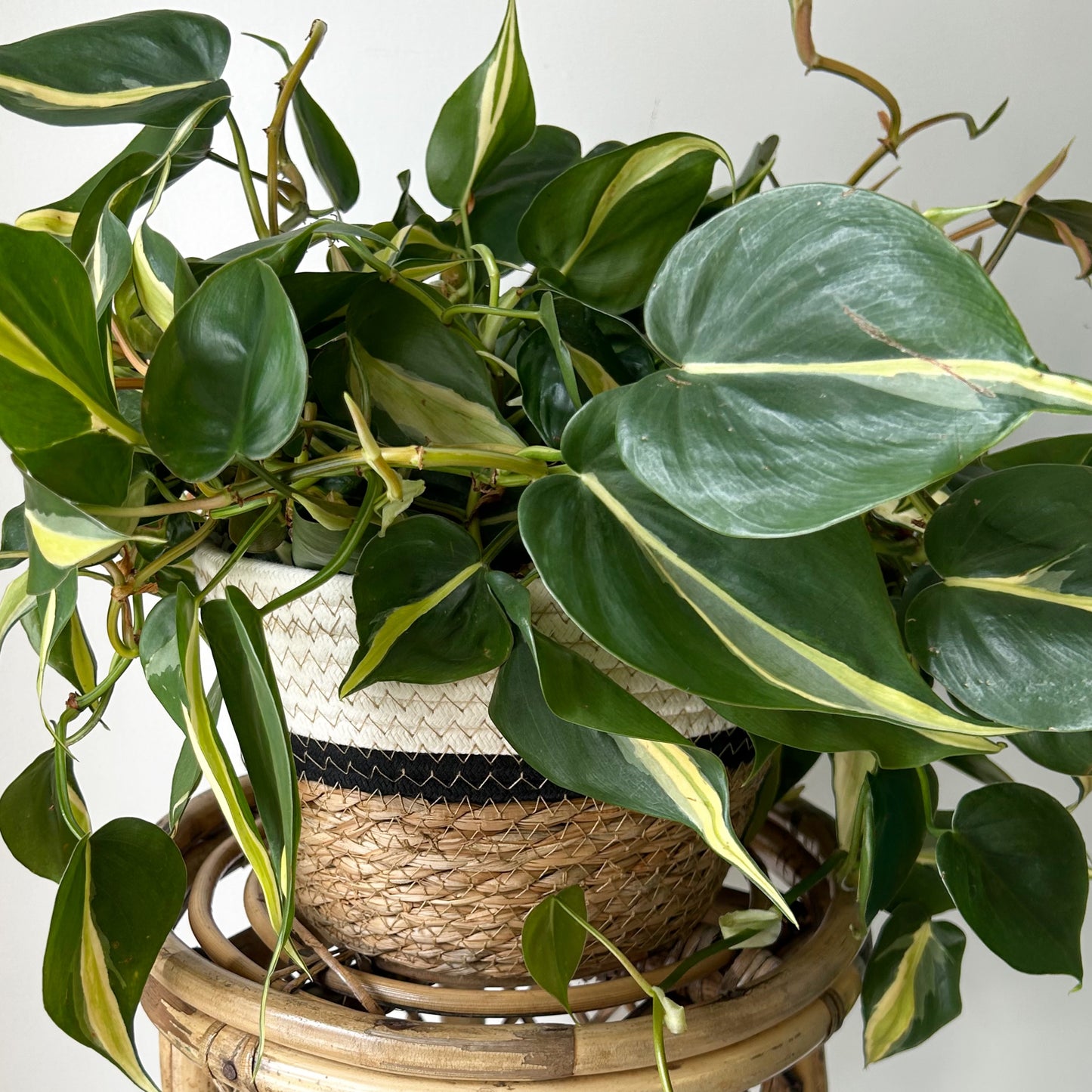 Tricolour Shallow Decorative Plant Basket(7.5”x6)