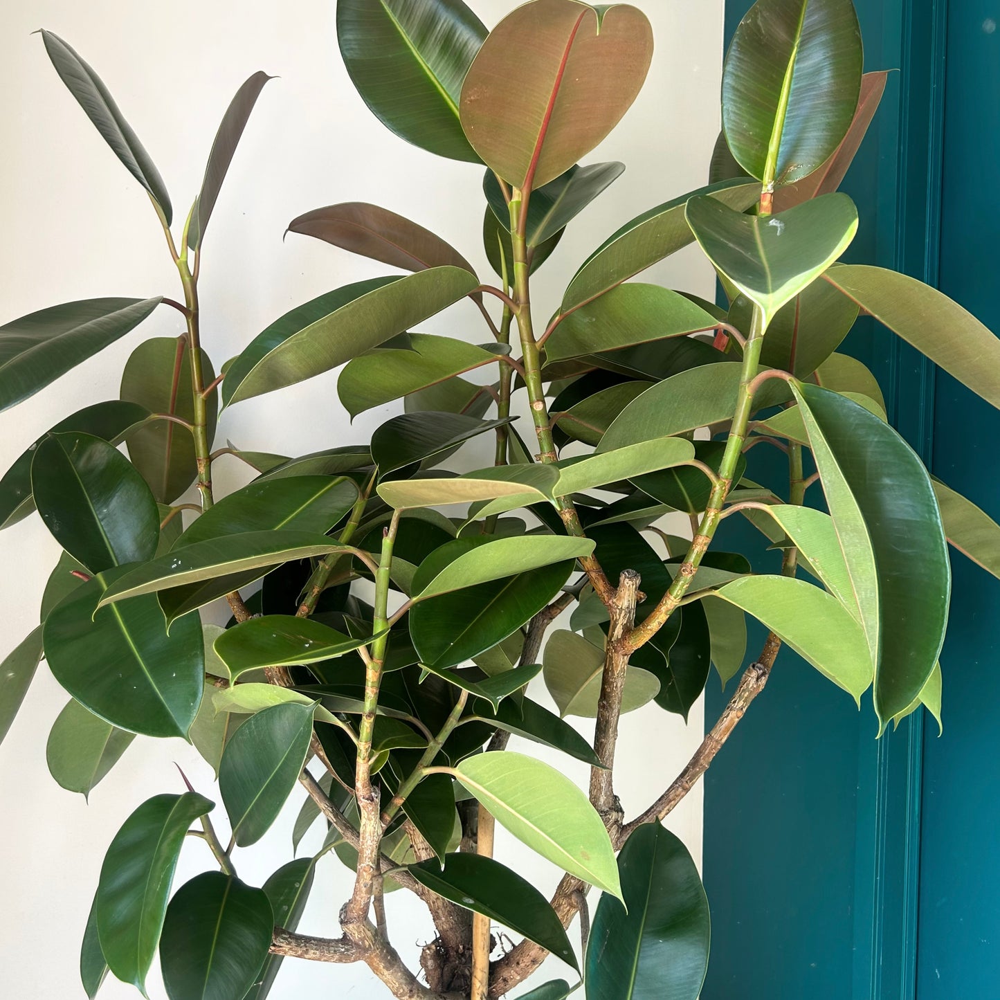 Rubber Fig Tree (Ficus elastica) approximately 5ft tall in 14”pot