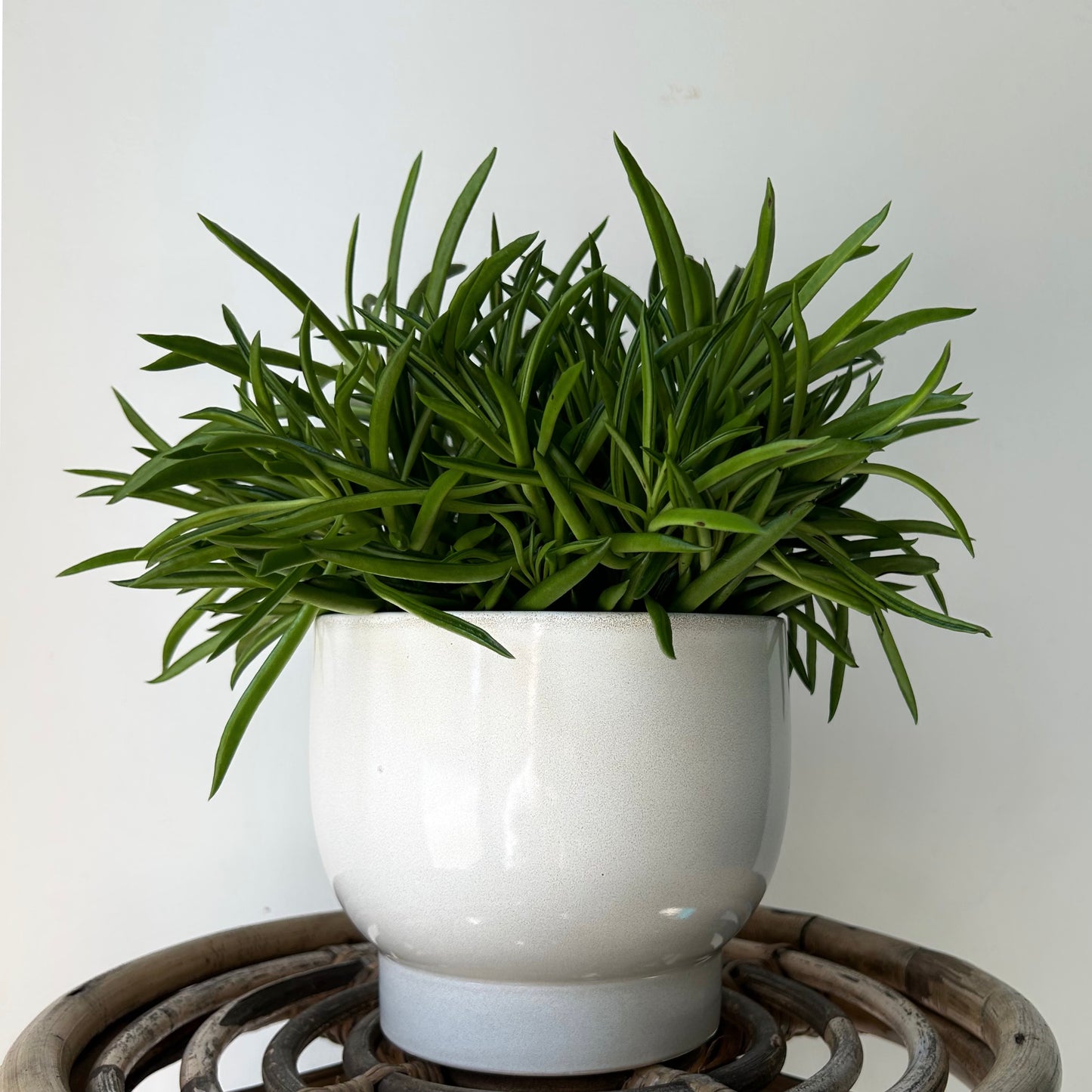 DARIA ceramic raised decorative planter Glossy PEARL (available in two sizes)