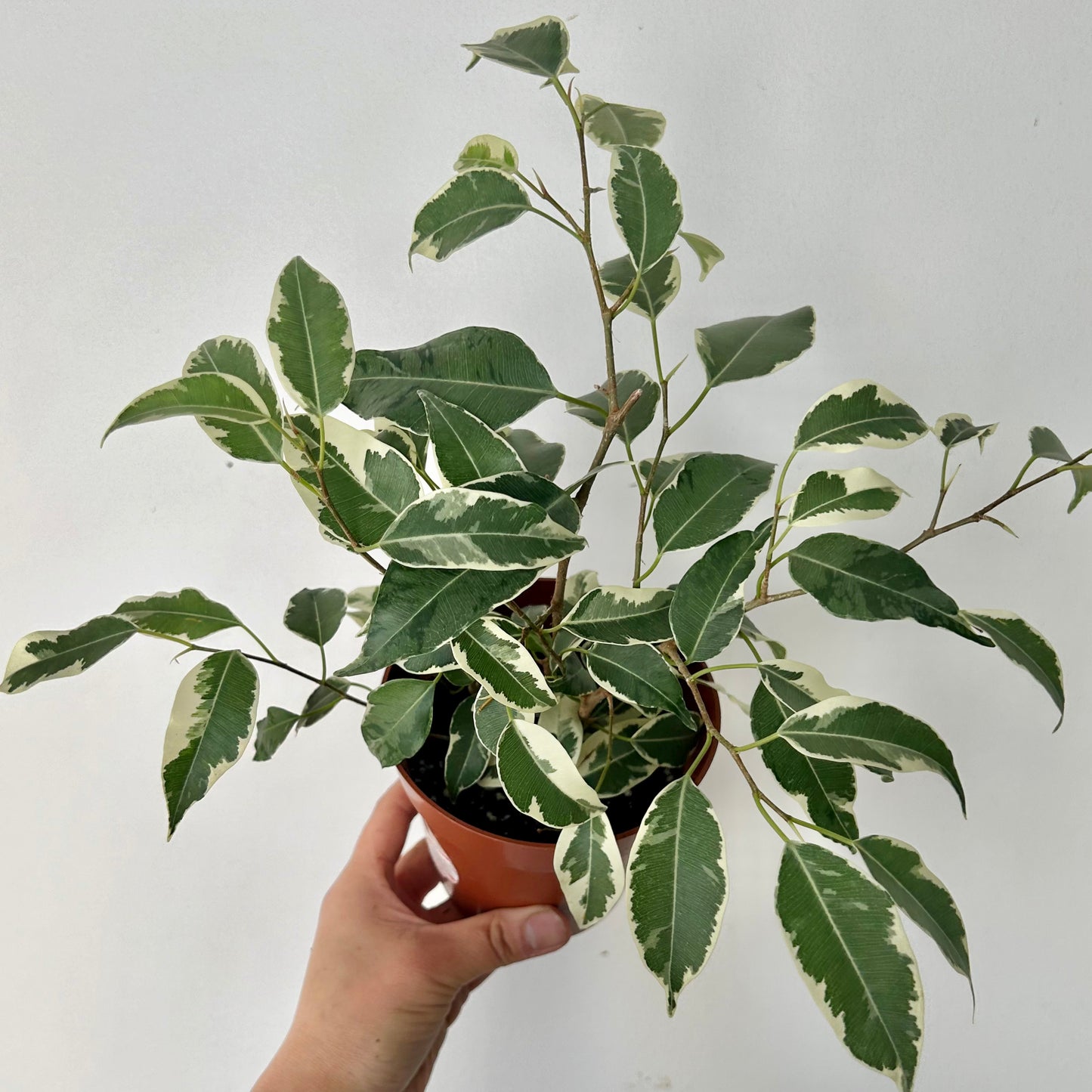 Variegated Ficus Benjamina 5”pot