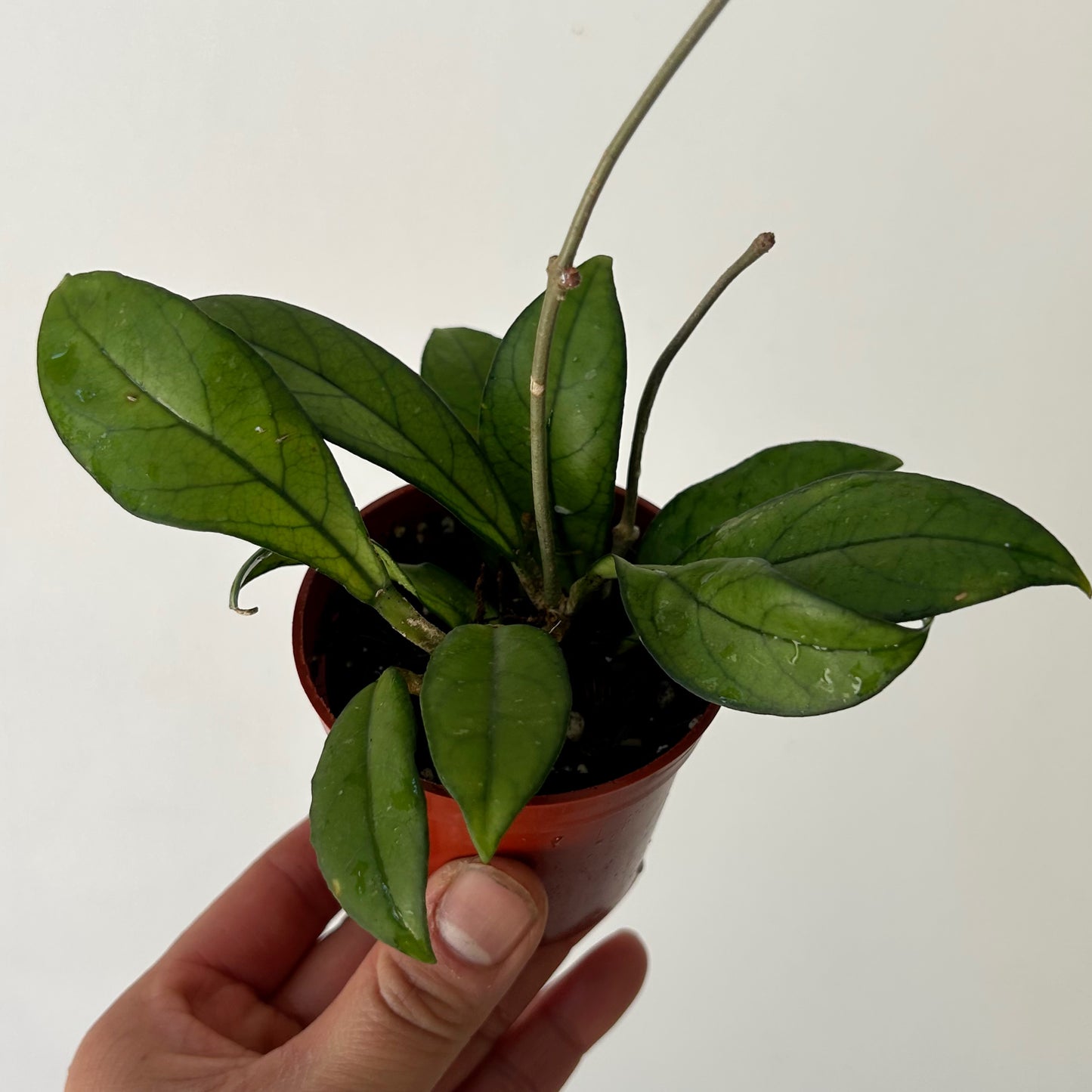Hoya Crassipetiolata 2.75” pot