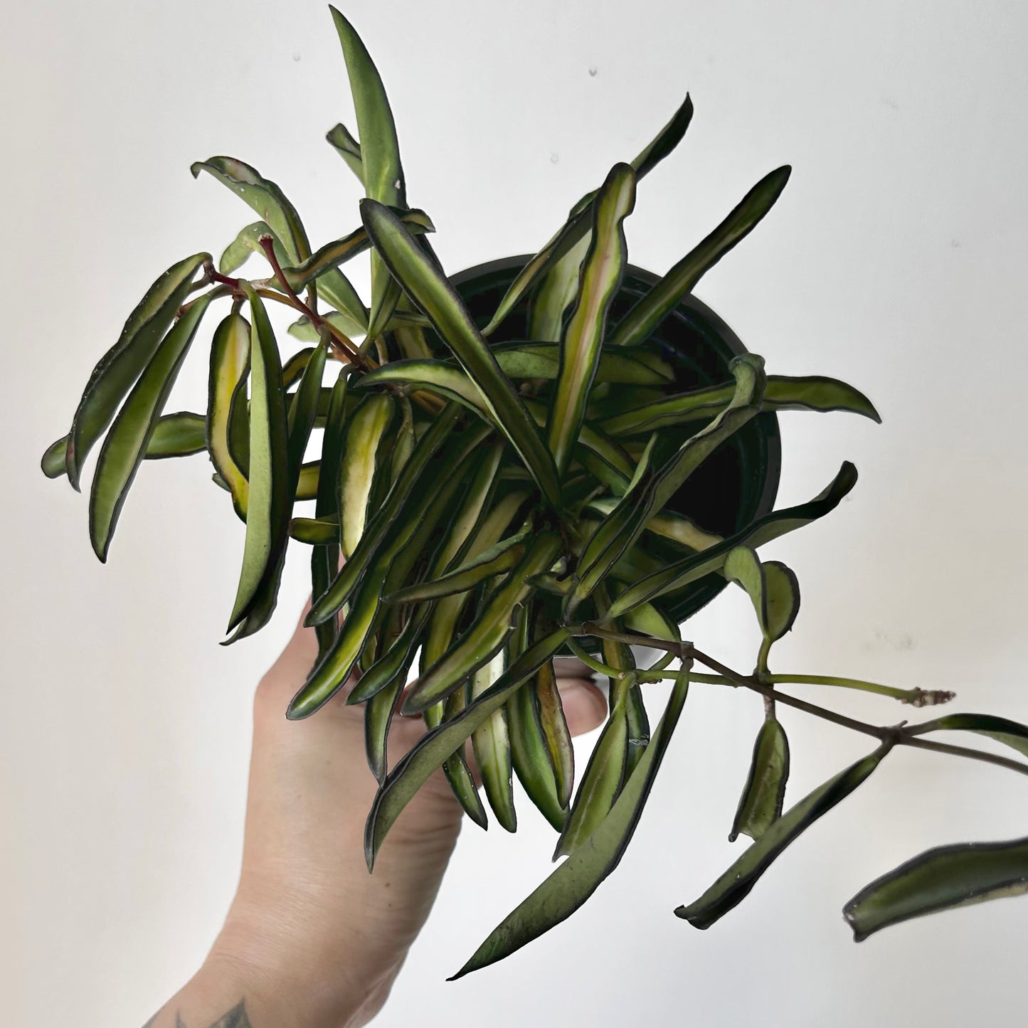 Variegated Hoya Kentiana 4” pot