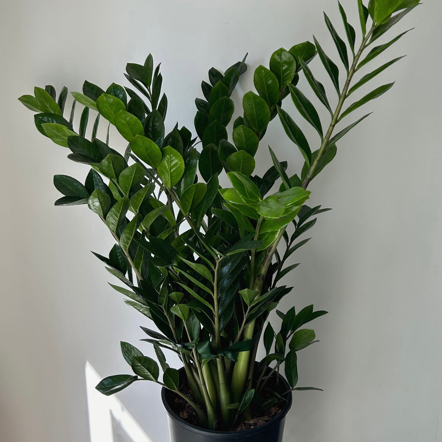 ZZ Plant (Zamioculcas Zamiifolia) approximately 3ft tall in 10”pot