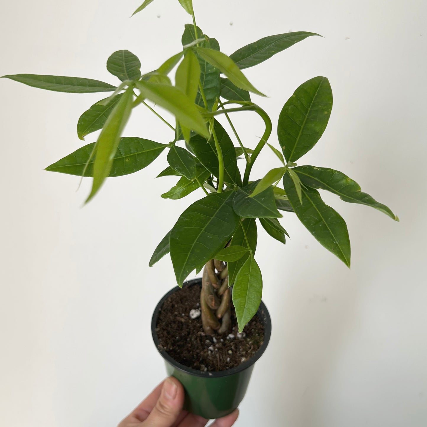 Money Tree with braided stem (Pachira aquatica) 3.5”pot