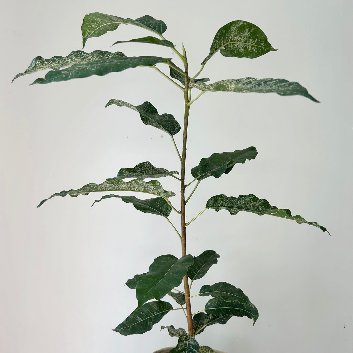 Variegated Clown Fig (Ficus aspera) approximately 3ft tall 6”pot