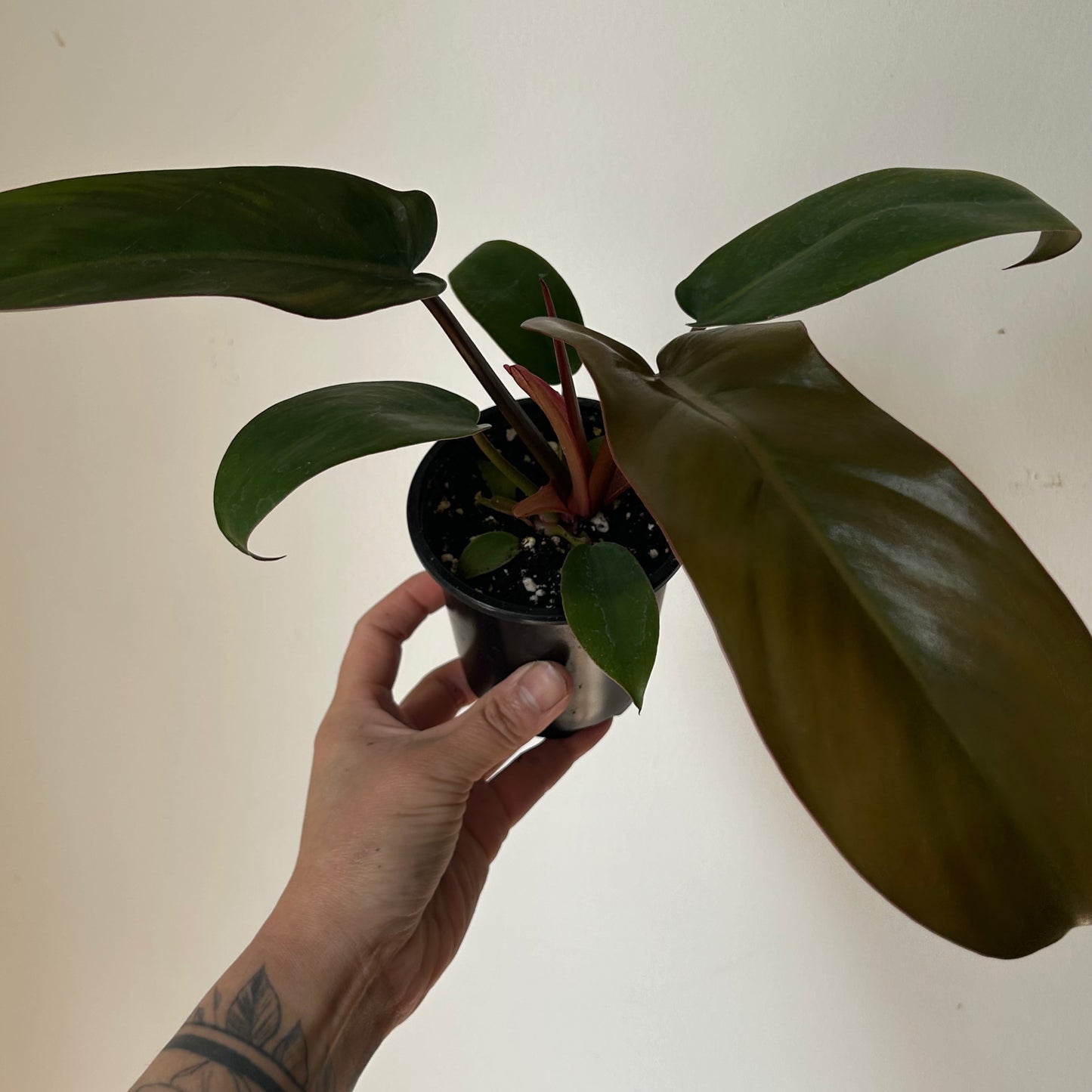 Philodendron Florida Bronze 3.5" pot