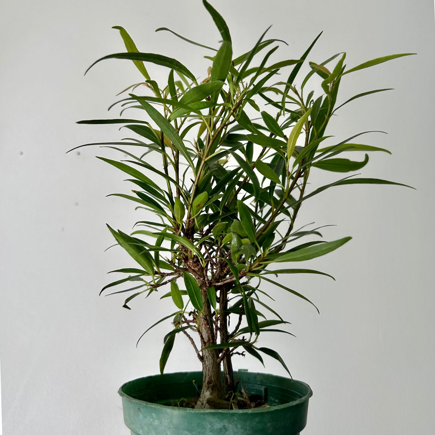 Ficus “Willow Leaf” (Salicaria) PREFINISHED BONSAI 4”pot