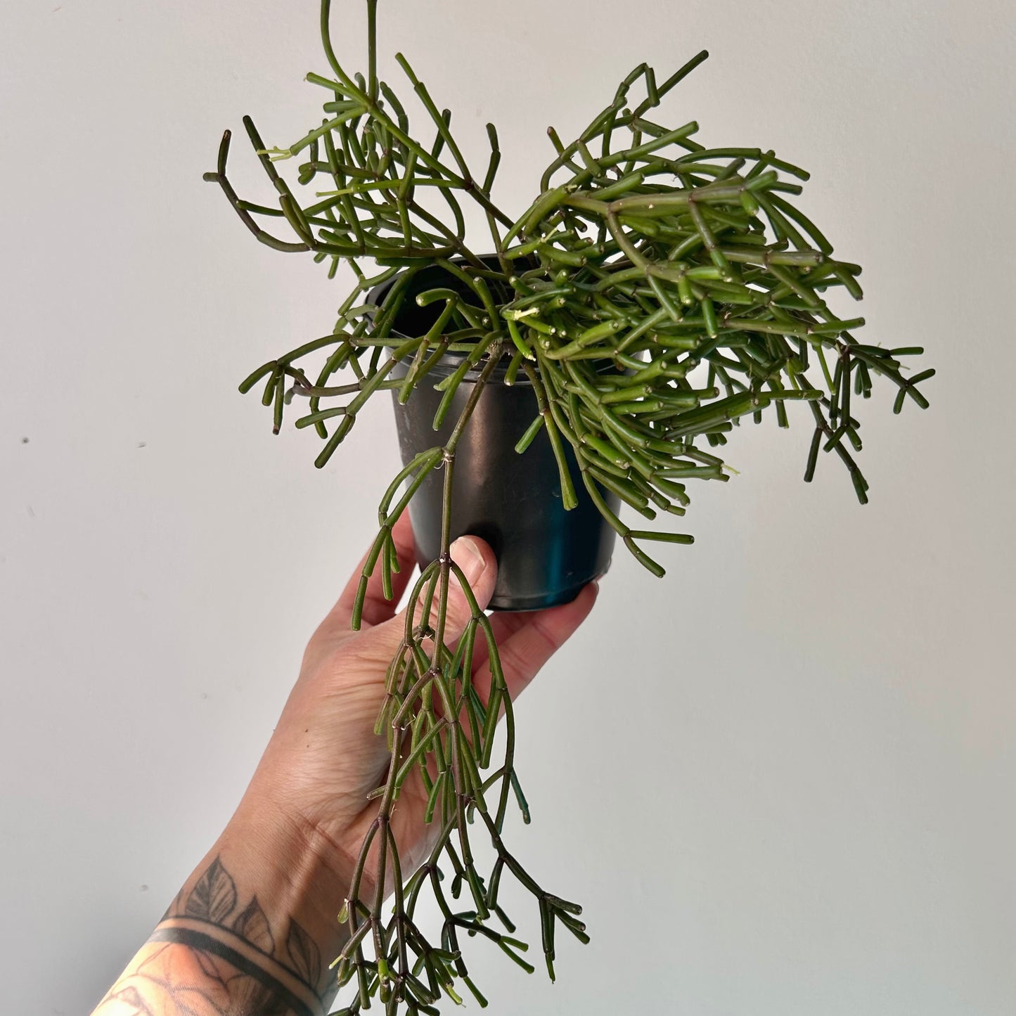 Rhipsalis clavata 3.5”pot