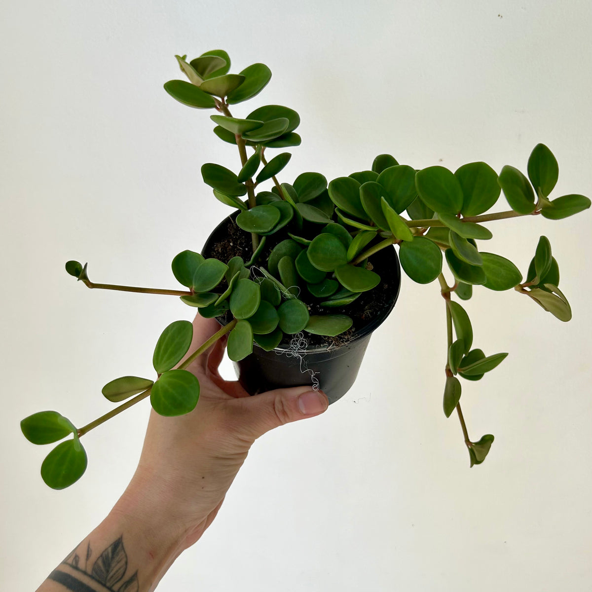 Peperomia "Hope" 4” pot