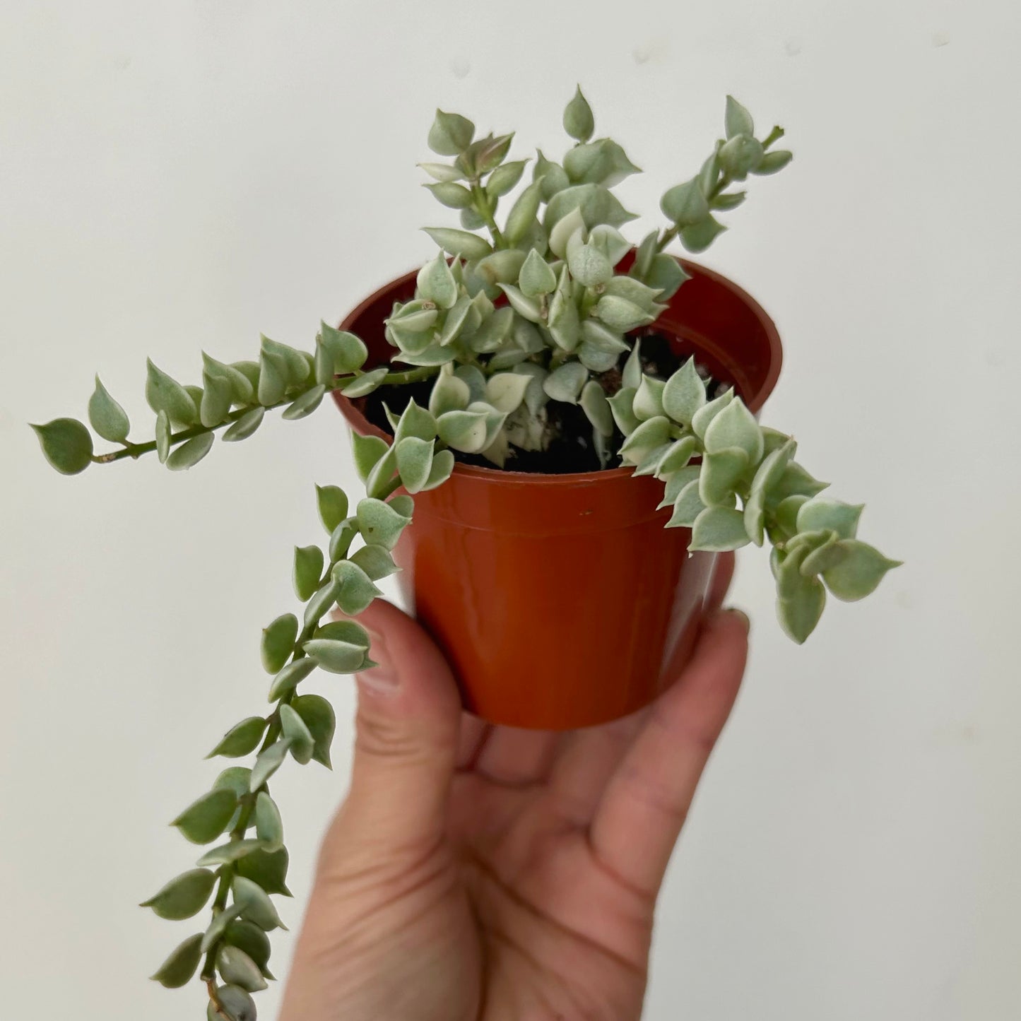 Dischidia “Million Hearts” (Ruscifolia Variegated) 2.5”pot