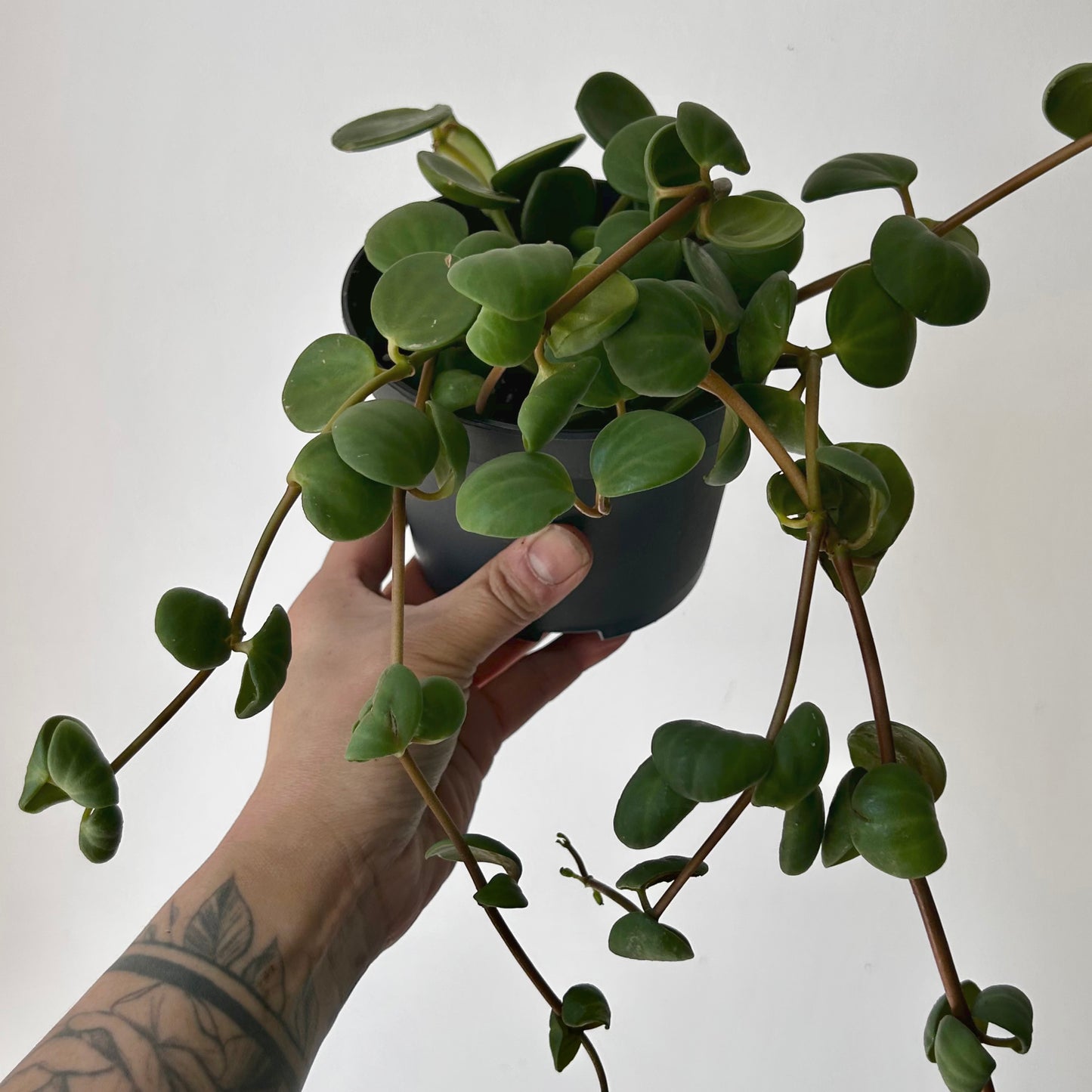 Peperomia tetraphylla ‘Hope’ 5” pot