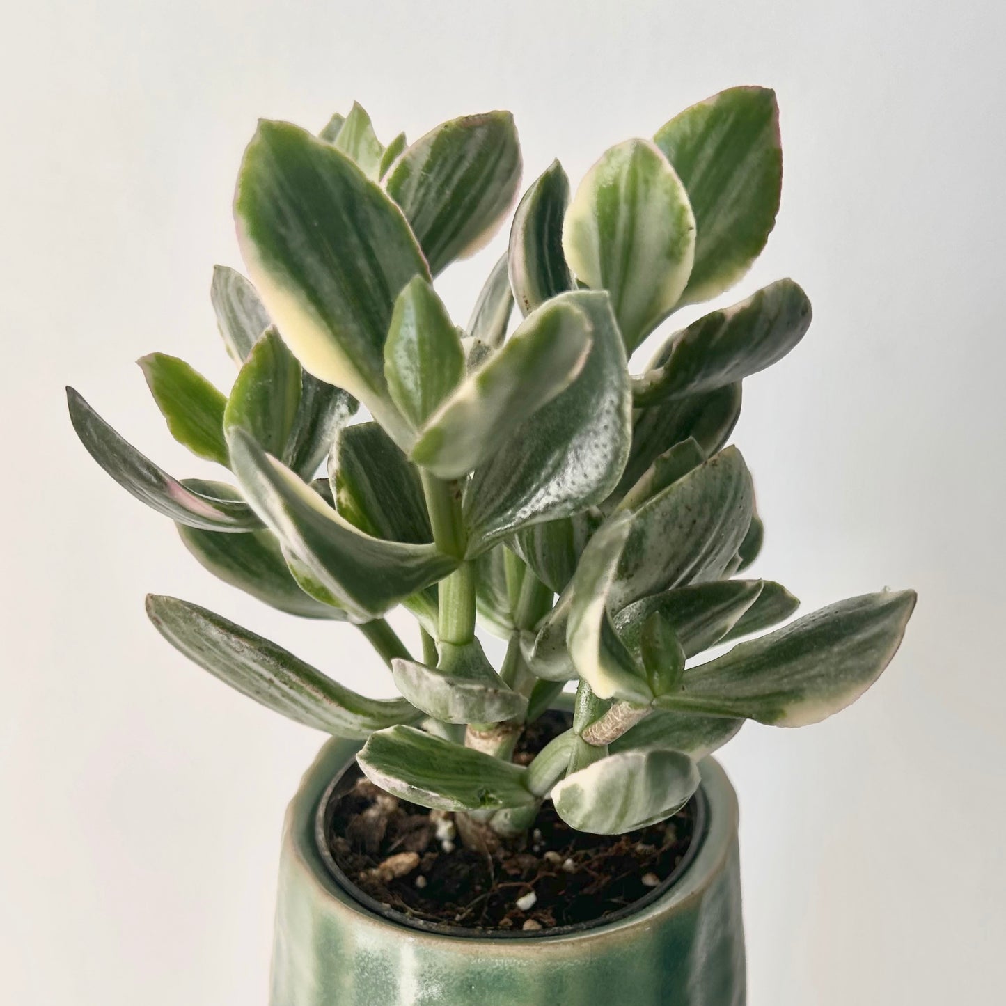 Variegated Jade Succulent (Crassula ovata Tricolour) 3.25”pot