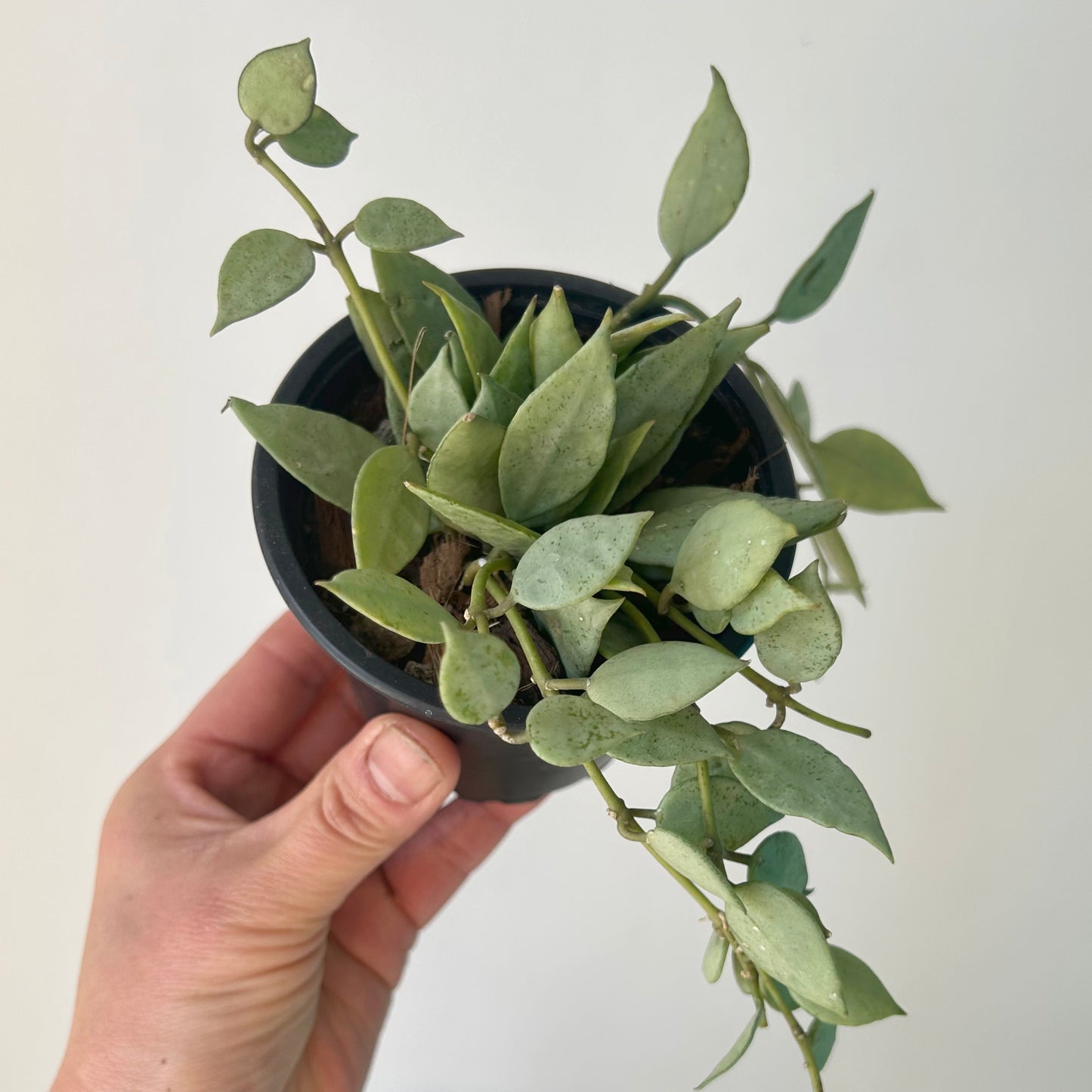 Hoya lacunosa ‘Mint’ 3.5”pot
