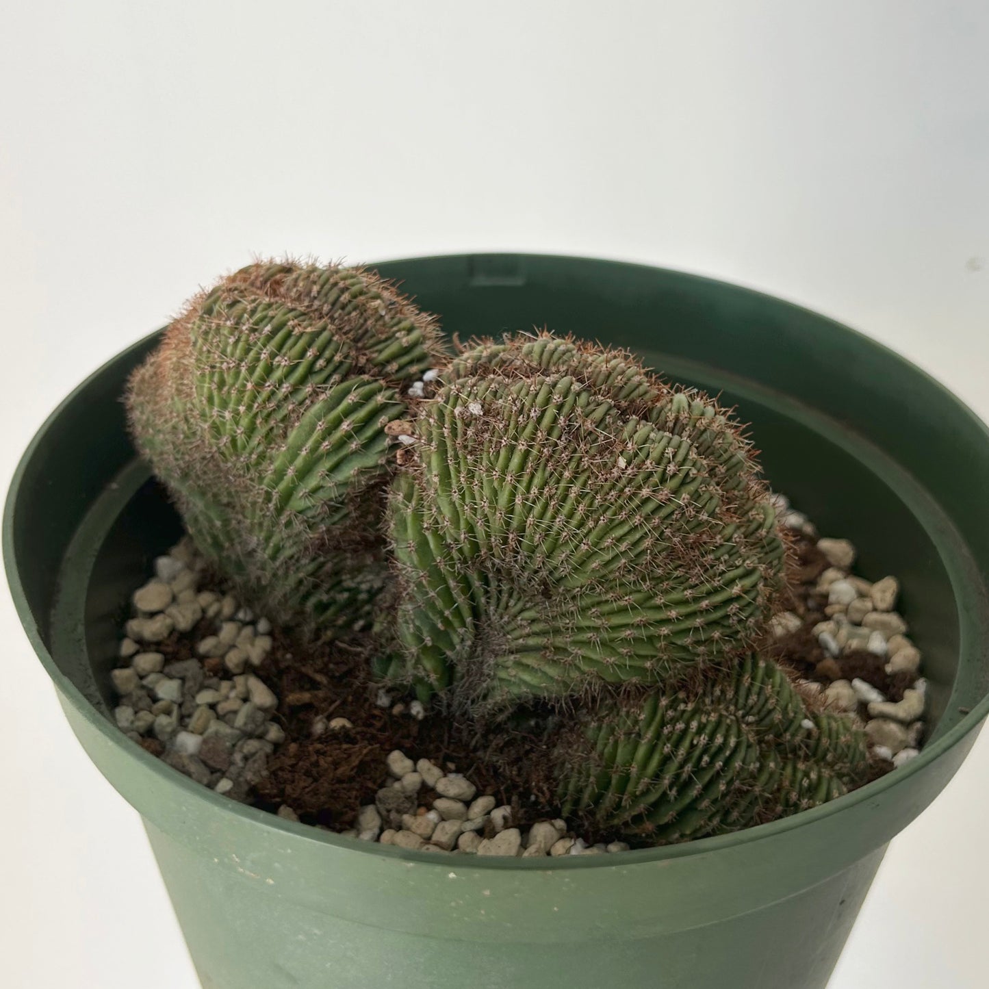 Neobuxbaumia polylopha cristata 6”pot