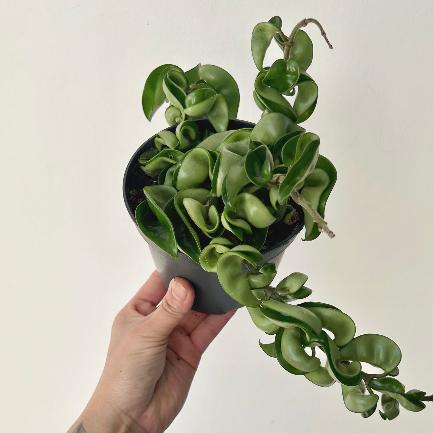 Rope Hoya (Carnosa compacta) 5” pot