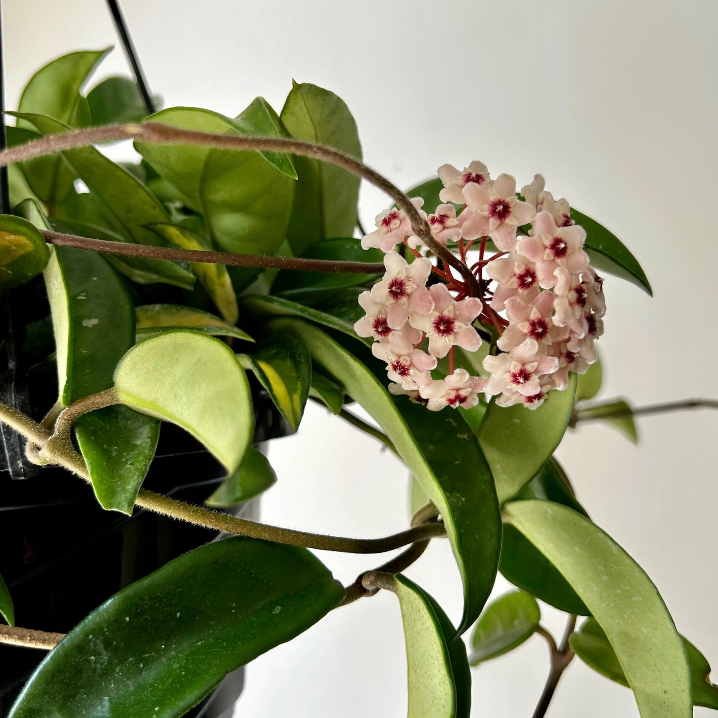 Hoya Tricolour “Krimson Princess” 6” hanging basket