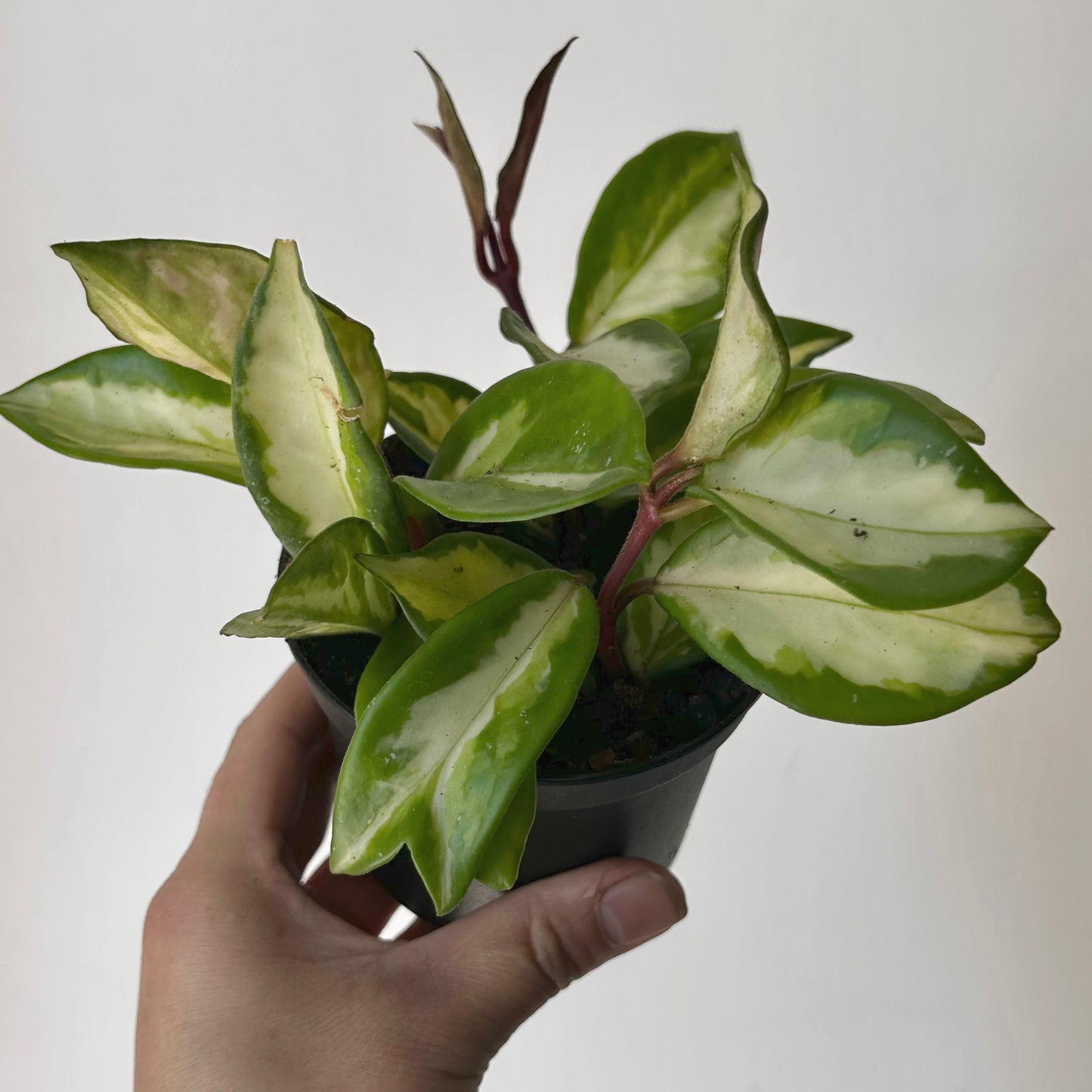 Hoya carnosa Tricolour “Krimson Princess” 3.5" pot