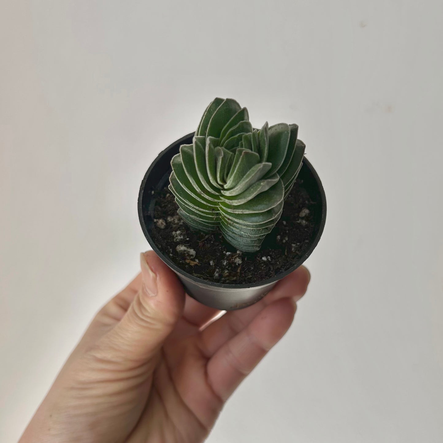 Crassula Capitella ‘Pagoda Buddha’s Temple’ 2.5”pot
