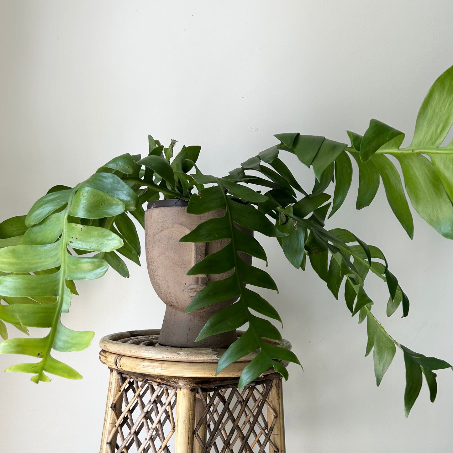 Fernleaf Orchid Cactus (selenicereus chrysocardium) 6”hanging basket