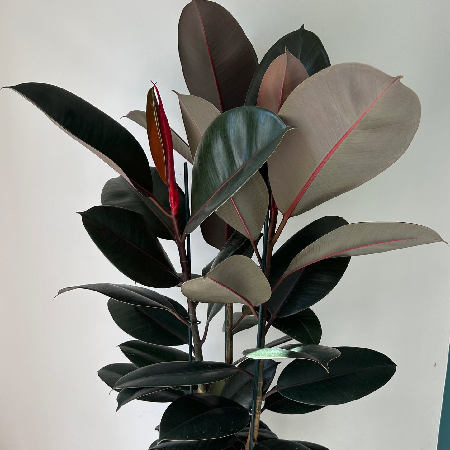 Burgundy Rubber Fig (Ficus Elastica) approximately 3.5ft tall in 8” pot