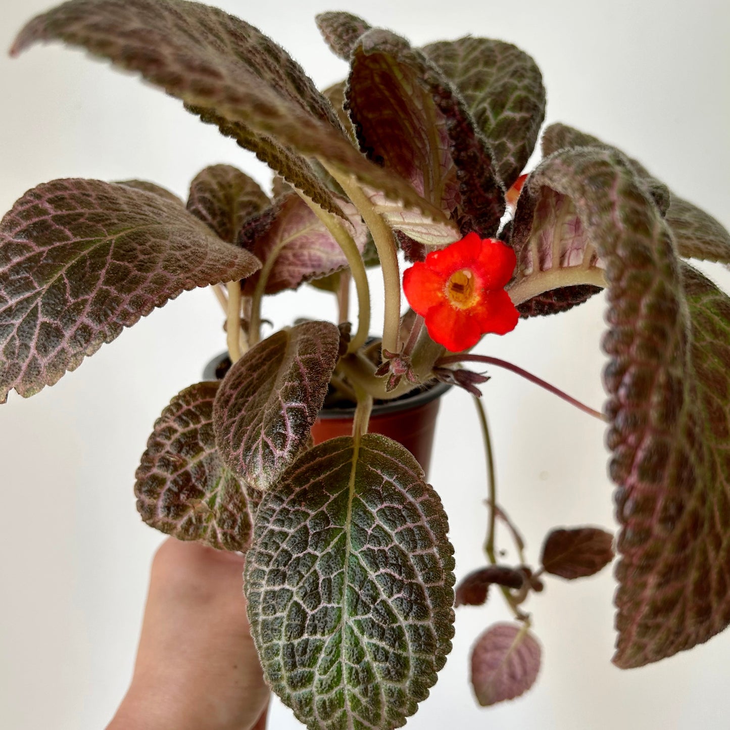 Episcia “Country Kitten” 4”pot