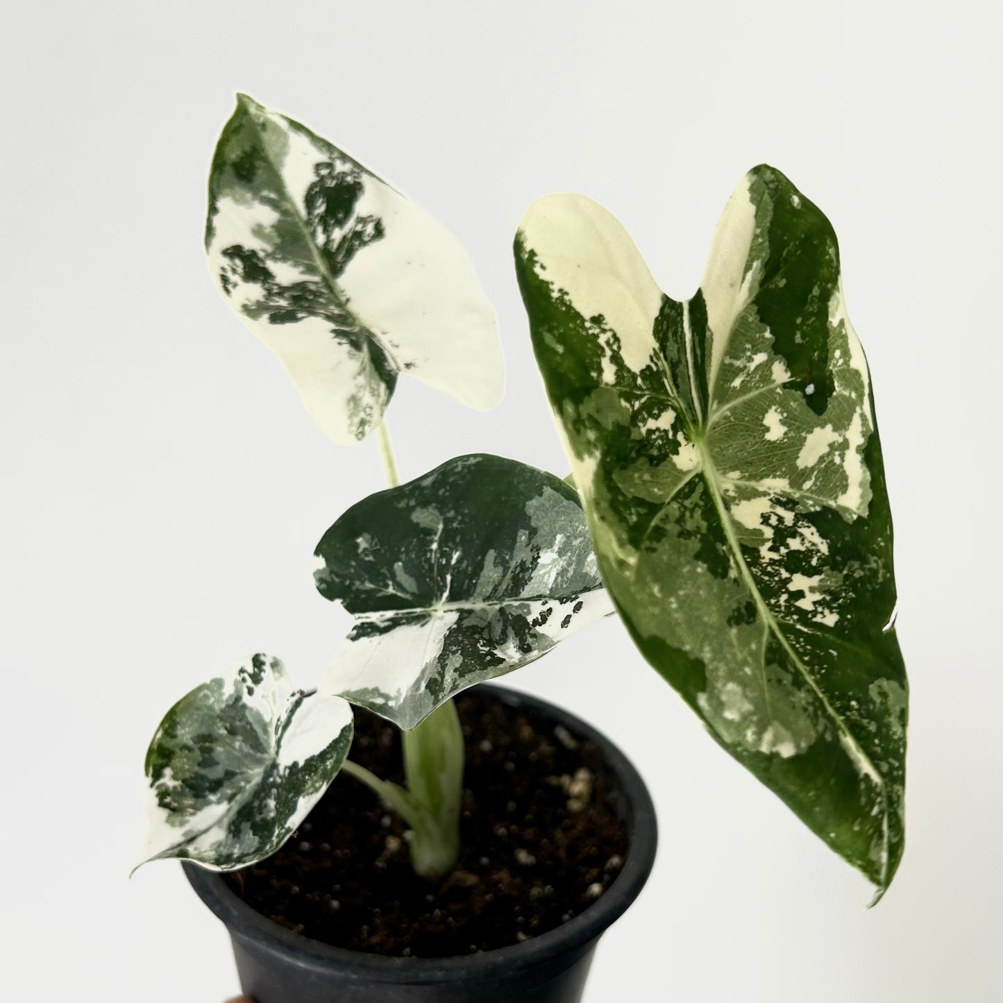 Variegated Alocasia frydek 3.5”pot