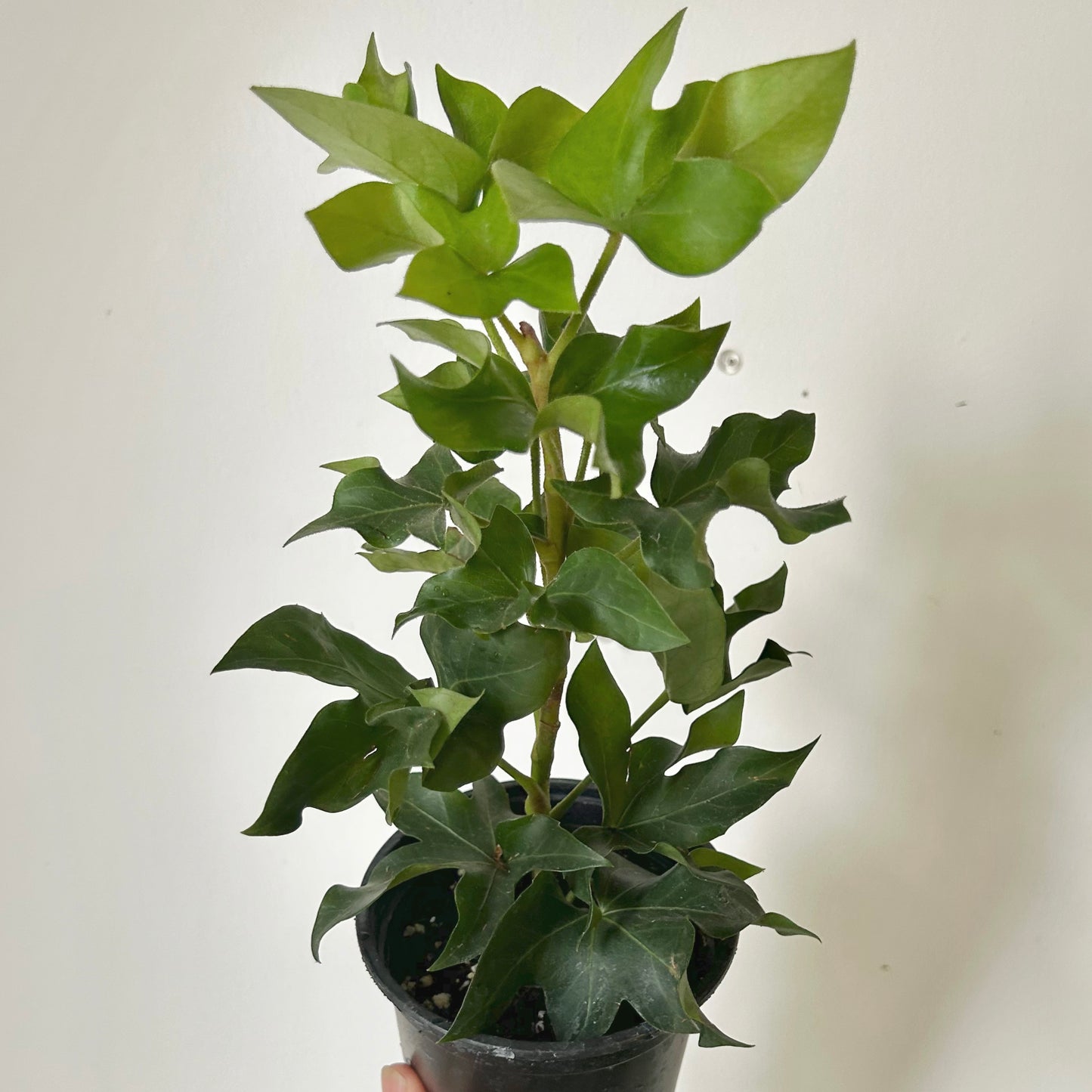 Tree Ivy Hybrid (xFatshedera lizei) 4” pot