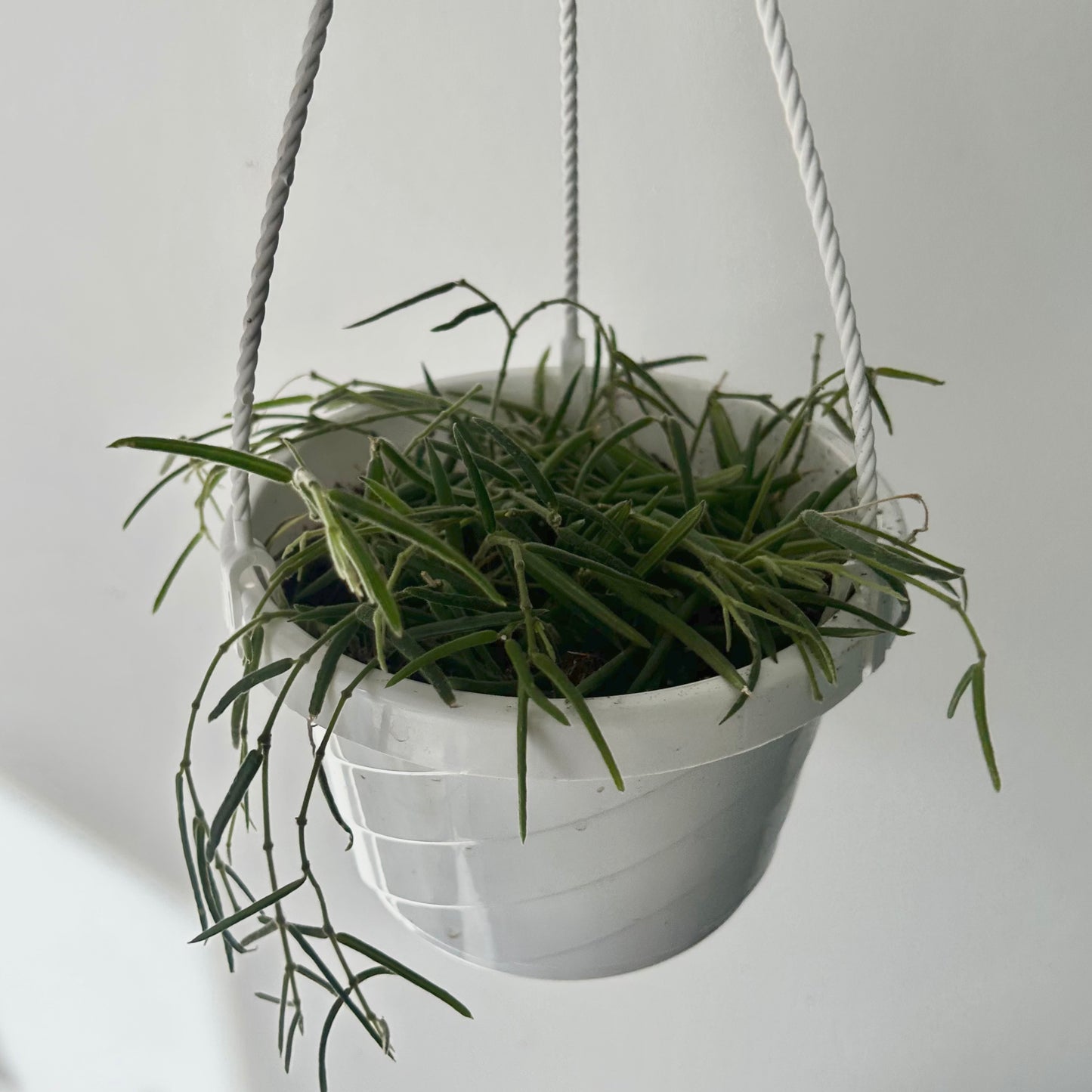 Hoya Lineris 6” hanging basket