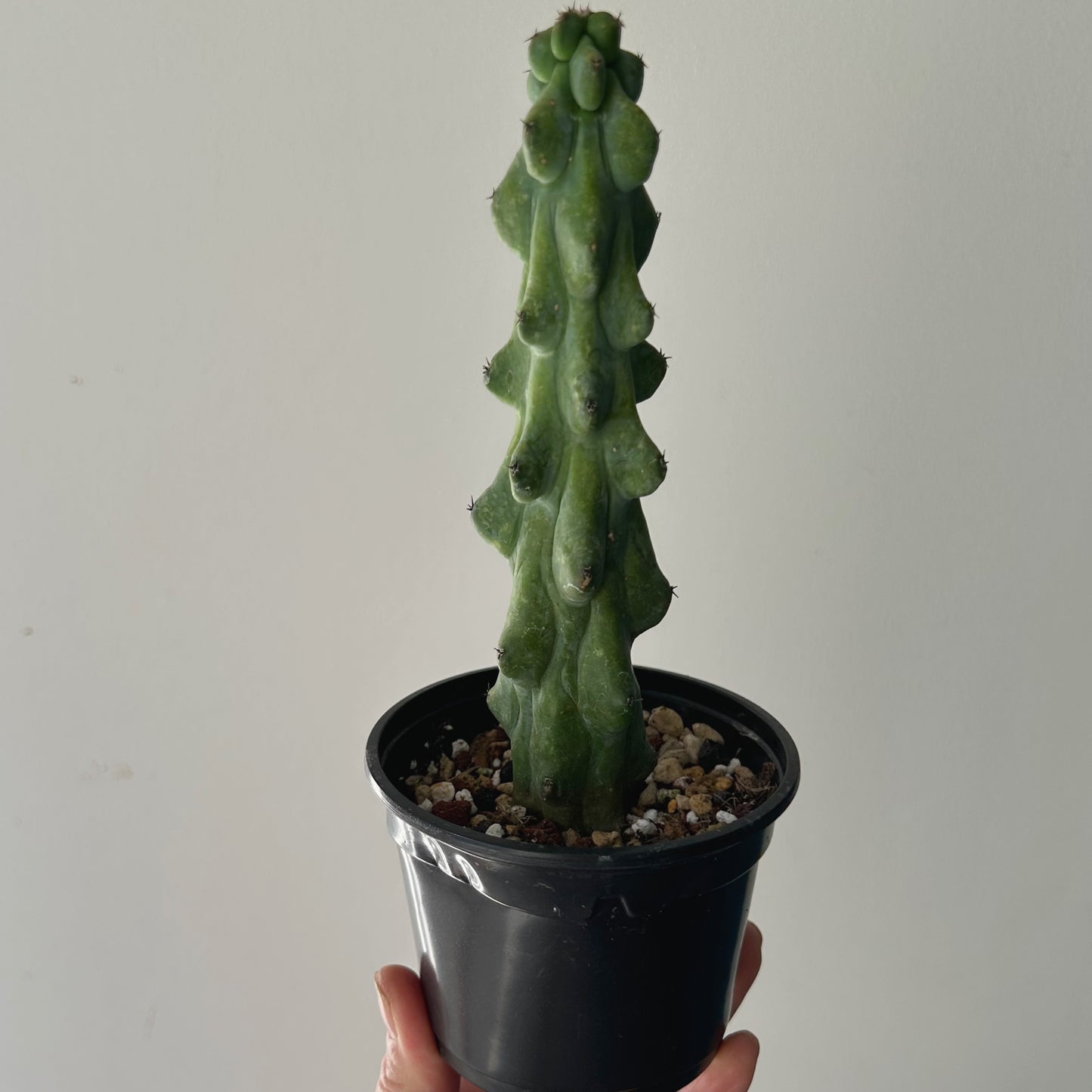 Boobie Cactus (Myrtillocactus geometrizans fukurokuryuzinboku) 3.5”pot