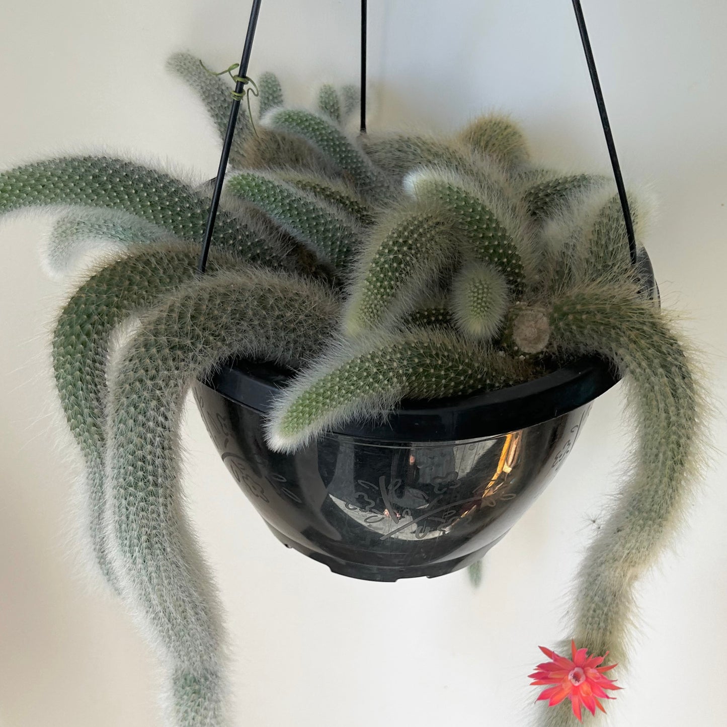Monkey Tail Cactus (Cleistocactus colademononis) 10”hanging basket