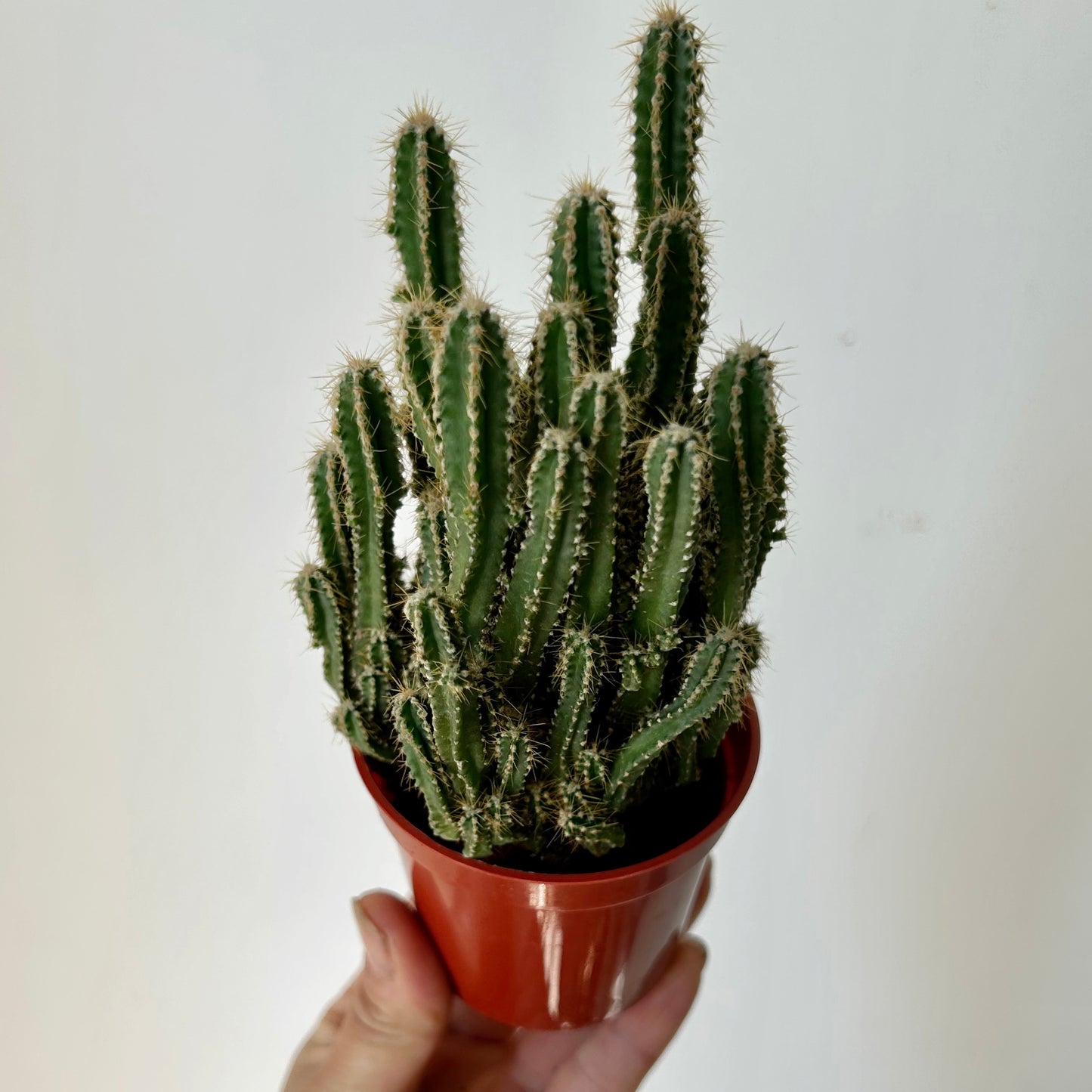 Fairy Castle Cactus (Acanthocereus Tetragonus), 2.75”Pot