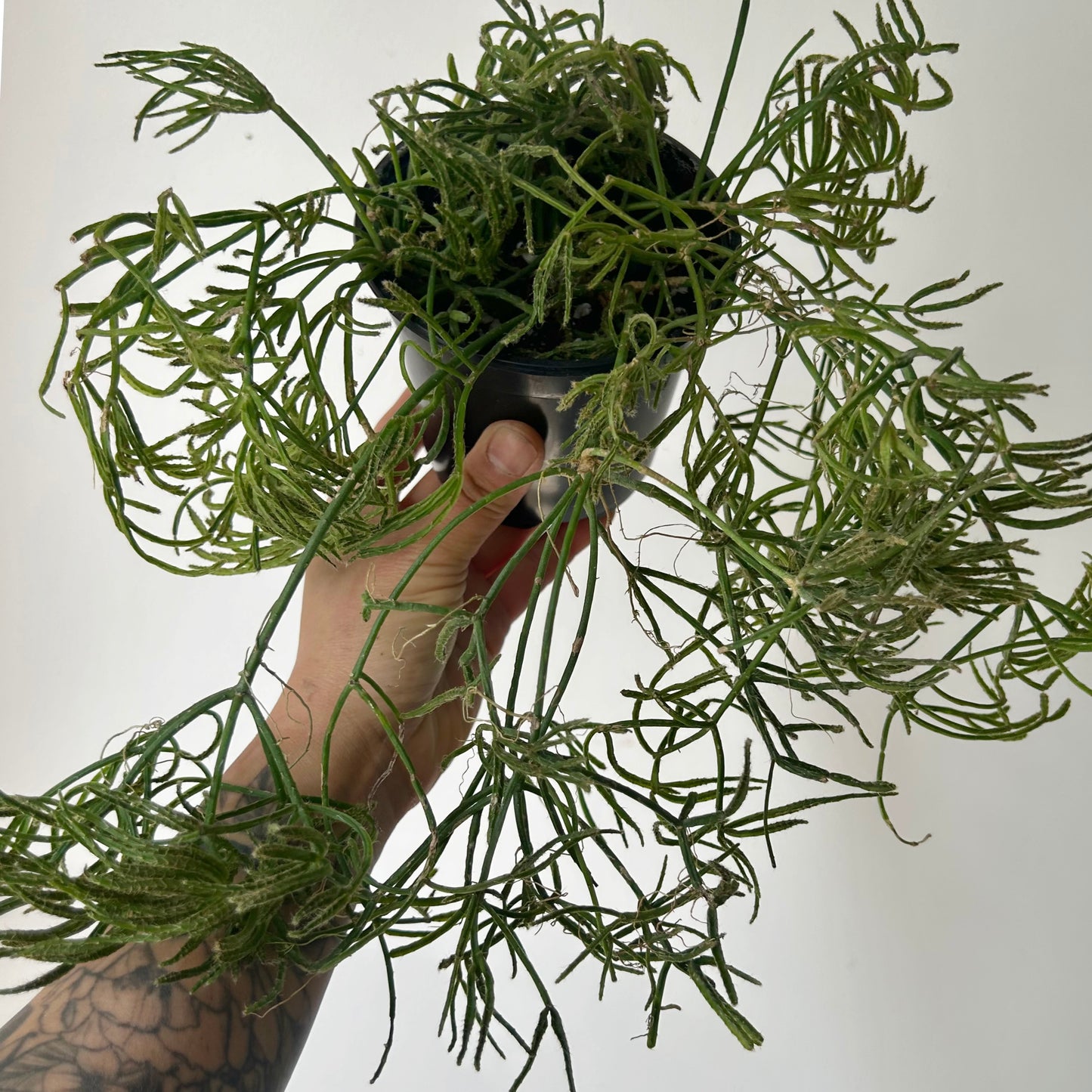 Rhipsalis prismatica 4” pot