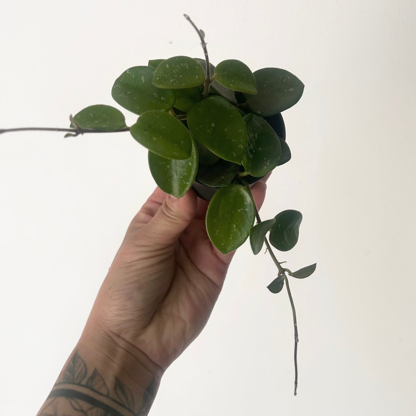 Hoya Mathilde 2.5” pot