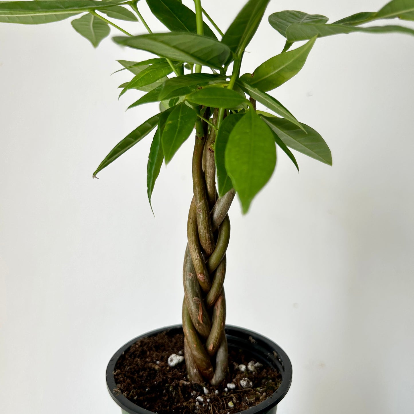 Money Tree with braided stem (Pachira aquatica) 3.5”pot