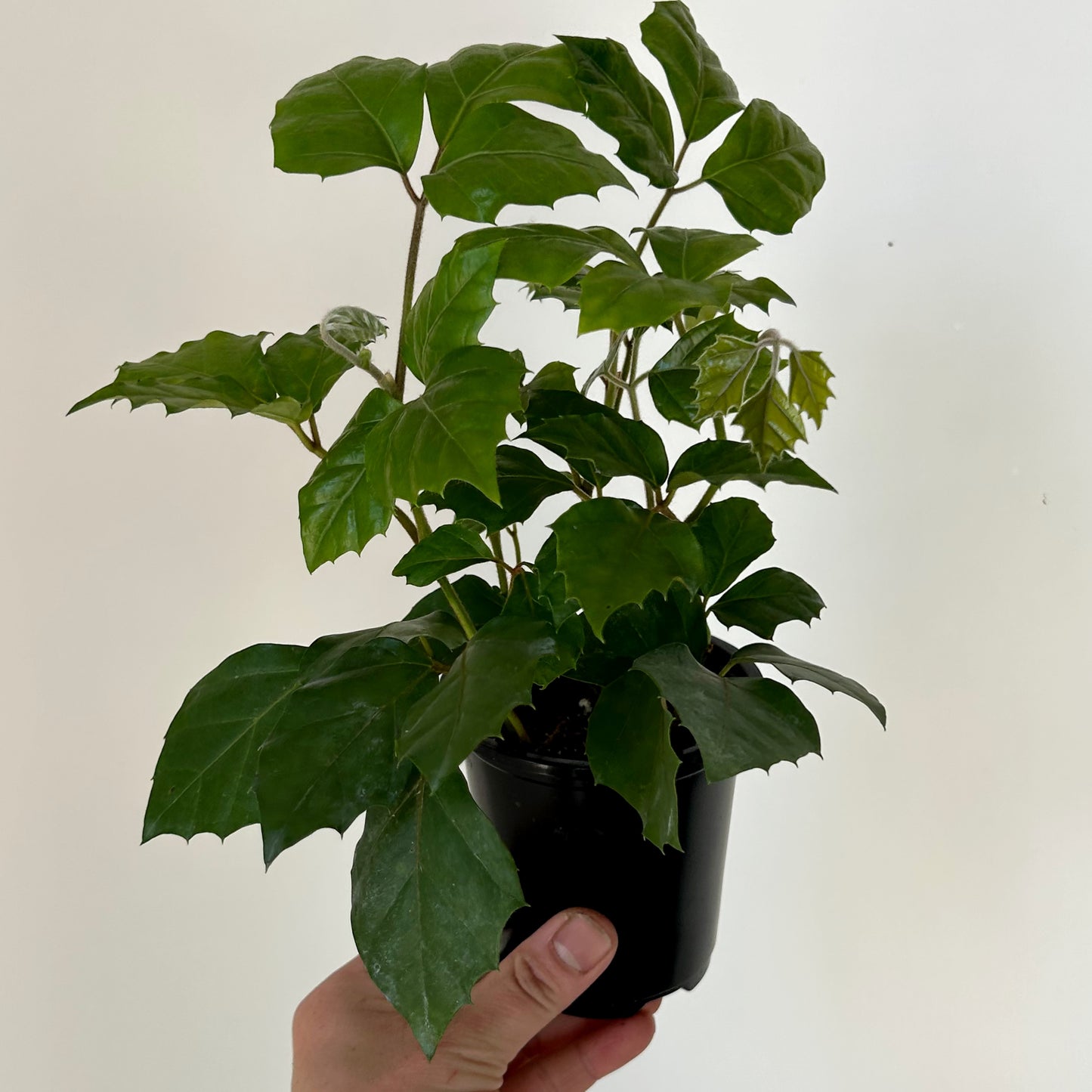 Grape Ivy (Cissus Rhombifolia) 3.5” pot