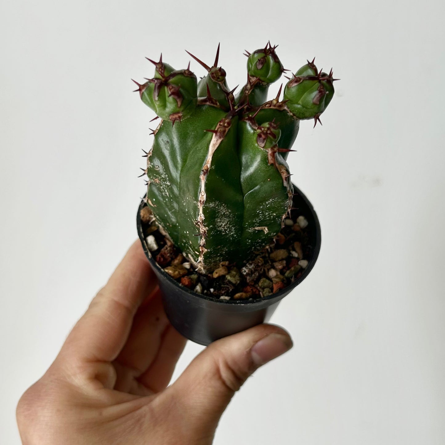 Euphorbia handiensis 2.5” pot
