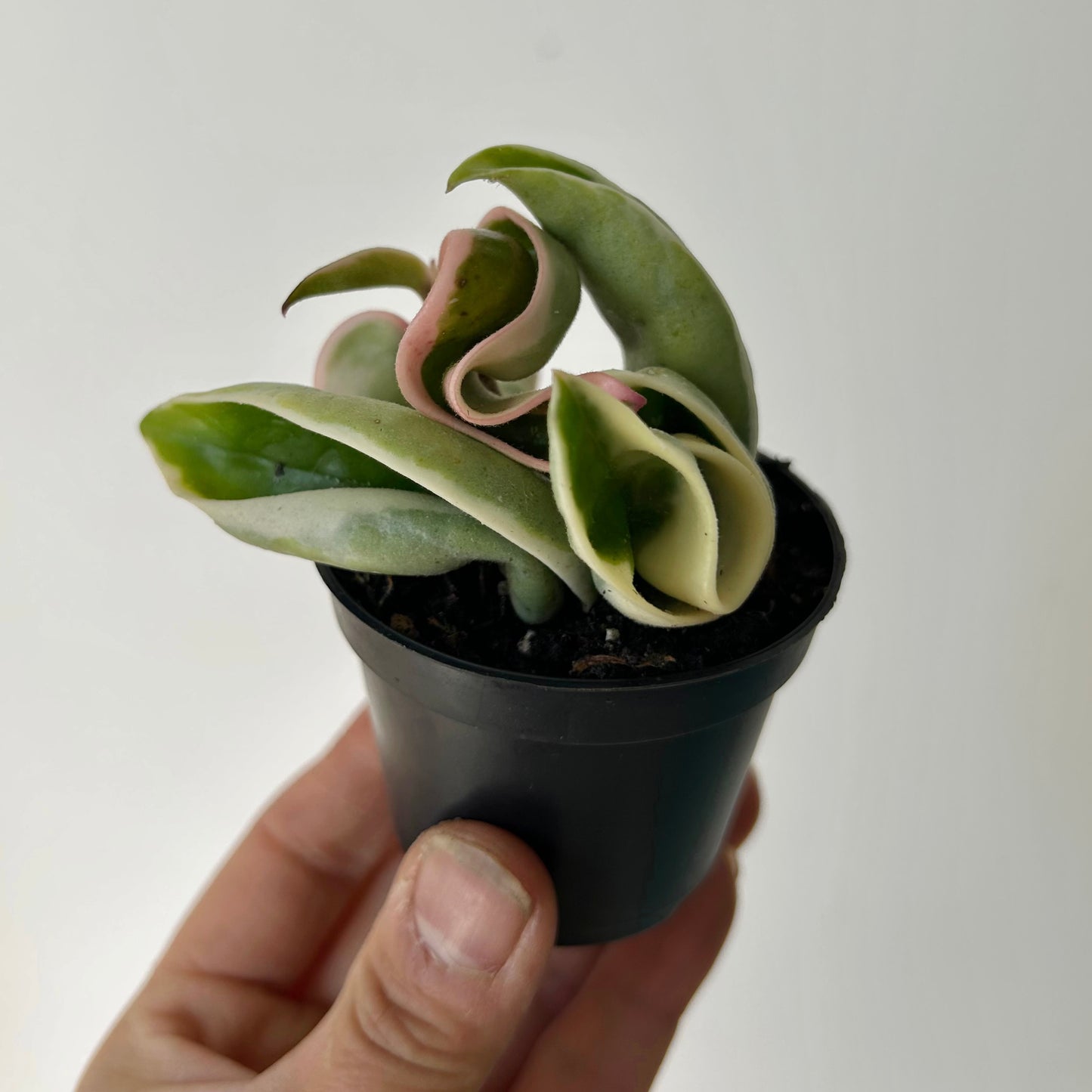 Hoya Carnosa Compacta Variegata (Rope Hoya) 3”pot