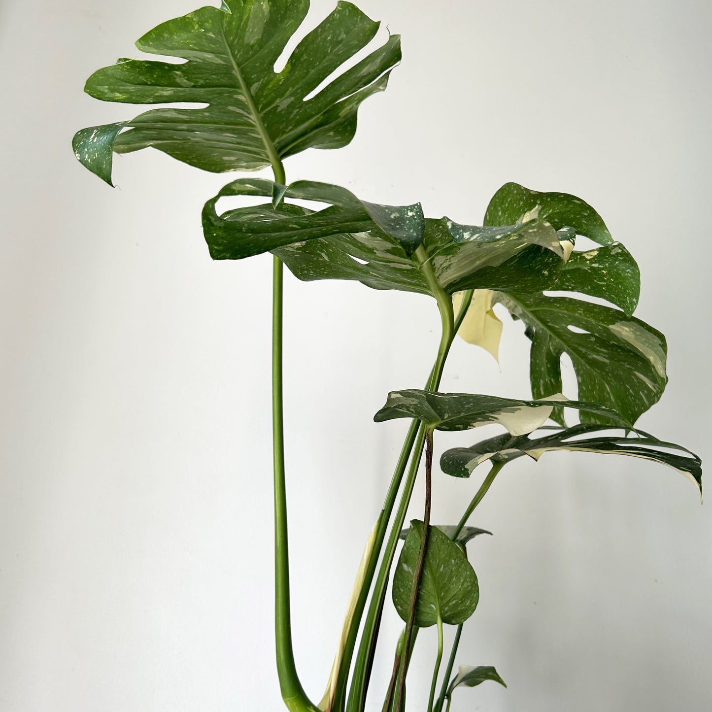 Monstera “Thai Constellation" 6” pot