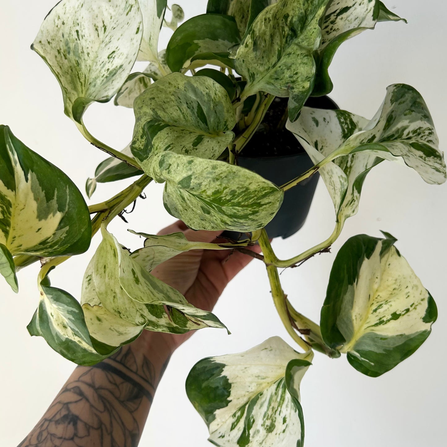 Manjula Pothos 5” pot