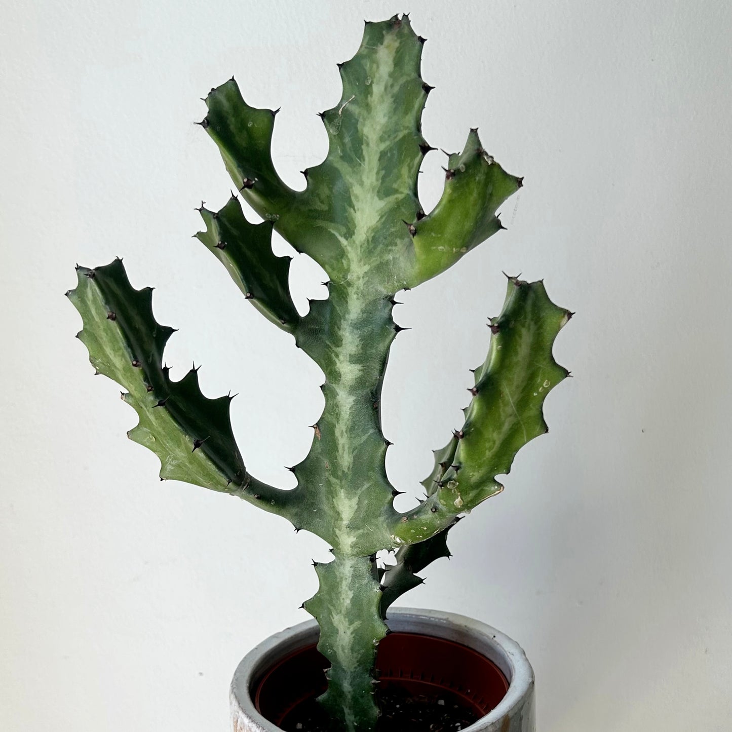 Variegated Euphorbia lactea “Milkstripe” 5” pot