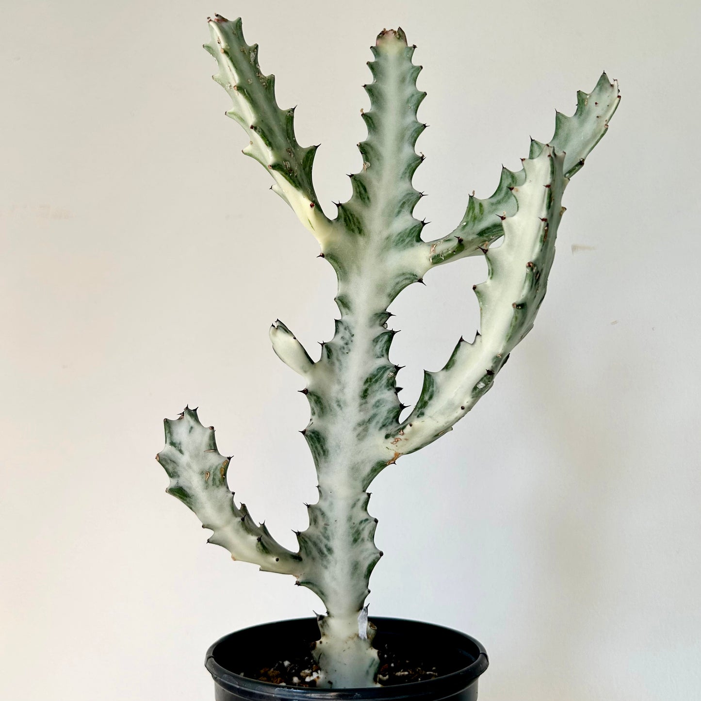 Euphorbia Lactea 'White Ghost' 4”pot approximately 22 inches tall