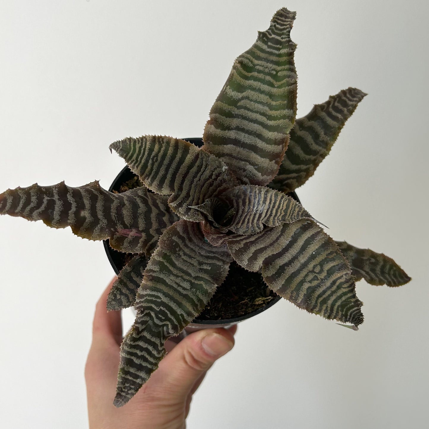 Earth Star cryptanthus zonatus 4” pot